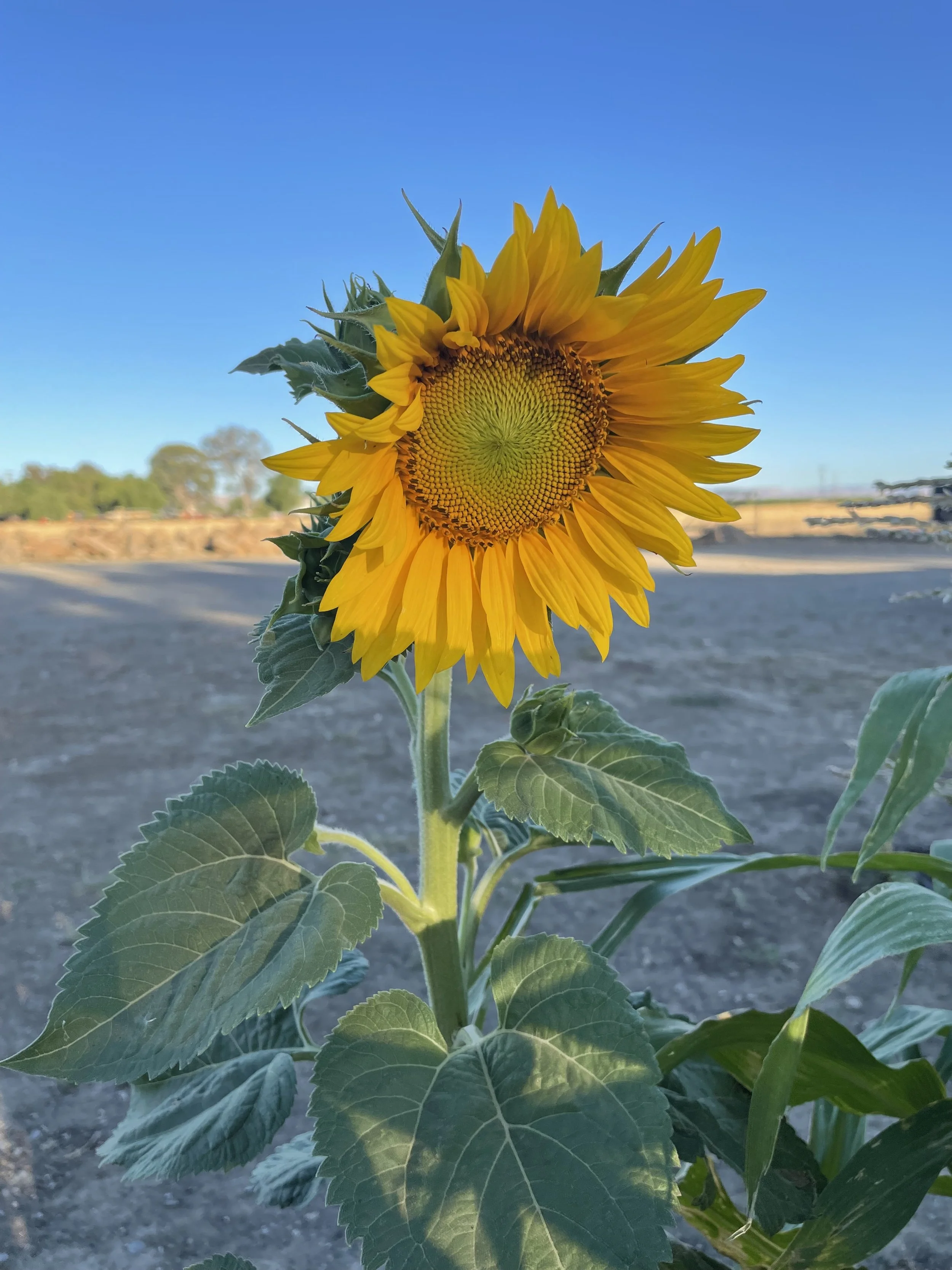 A close-up of a blooming sunflower with bright yellow petals against a clear blue sky and distant trees in the background.