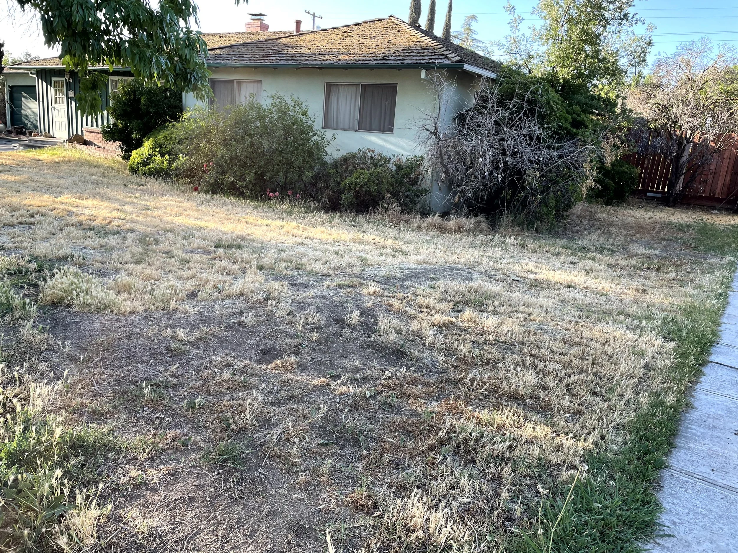 A backyard with a patchy grass lawn, some bushes, a house with two windows, and a wooden fence on the right side, under a clear sky.