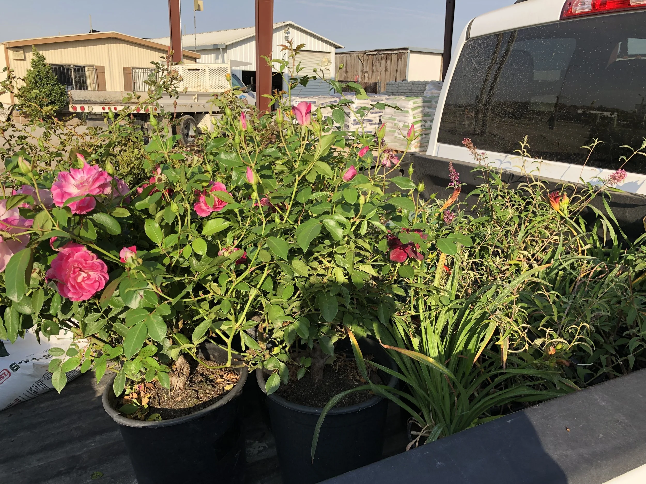 Potted pink and red flowering plants with green foliage outdoors, with a truck, building, and a white vehicle in the background.