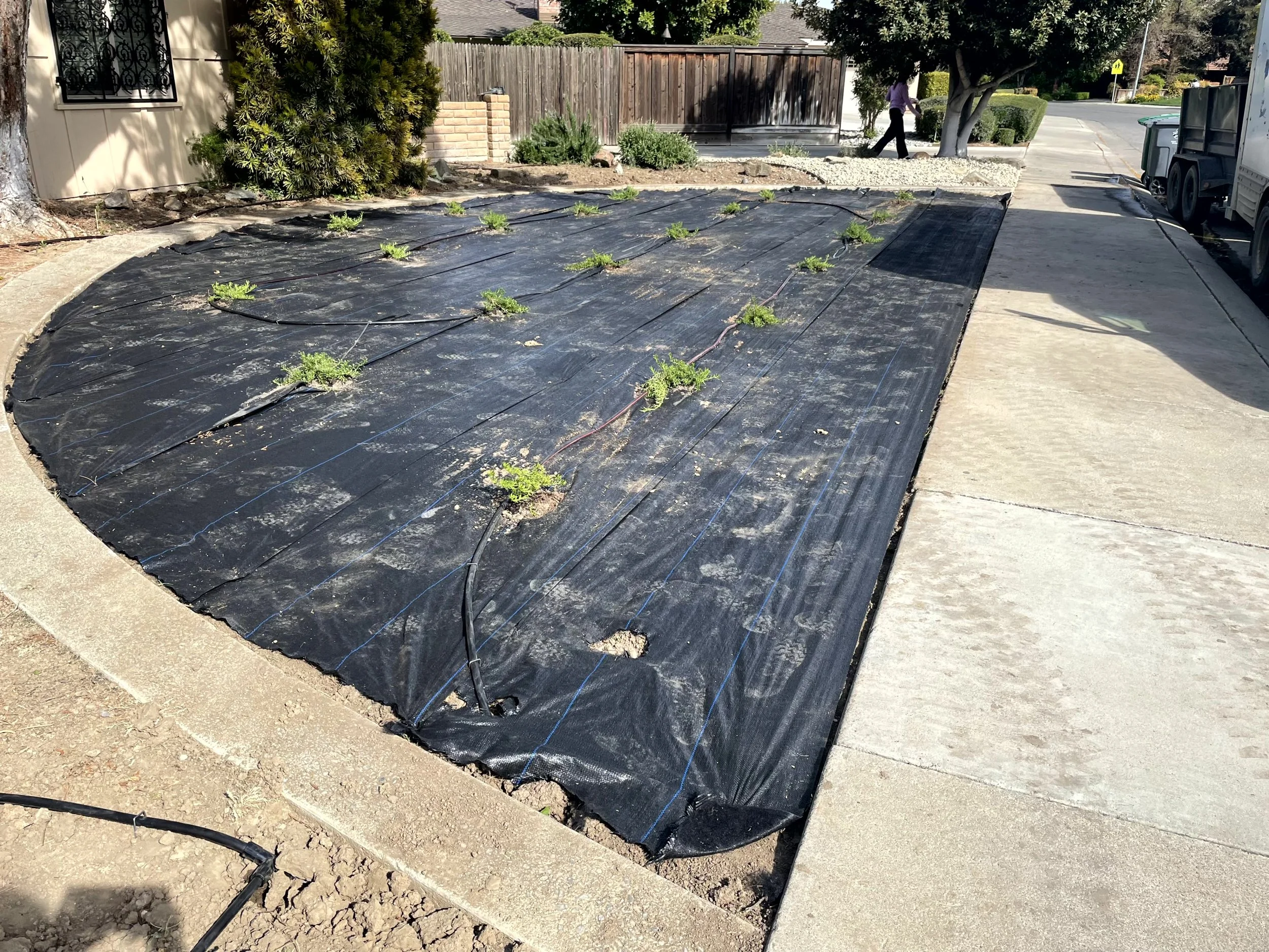 A garden bed covered with black landscape fabric with small plants sprouting through it, located next to a concrete sidewalk and street, with trees and bushes nearby in a residential area.