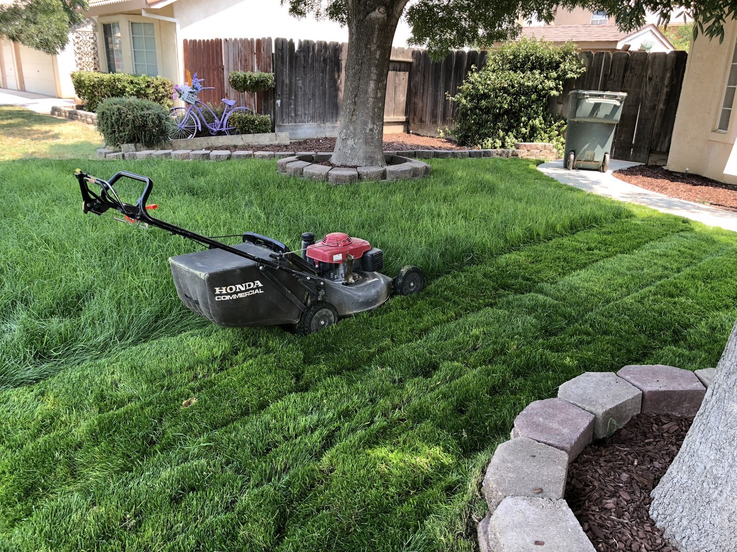 A lawn mower on well-manicured grass in a backyard with a tree, bushes, a purple bike with a basket, a green trash bin, and surrounding houses and fences.