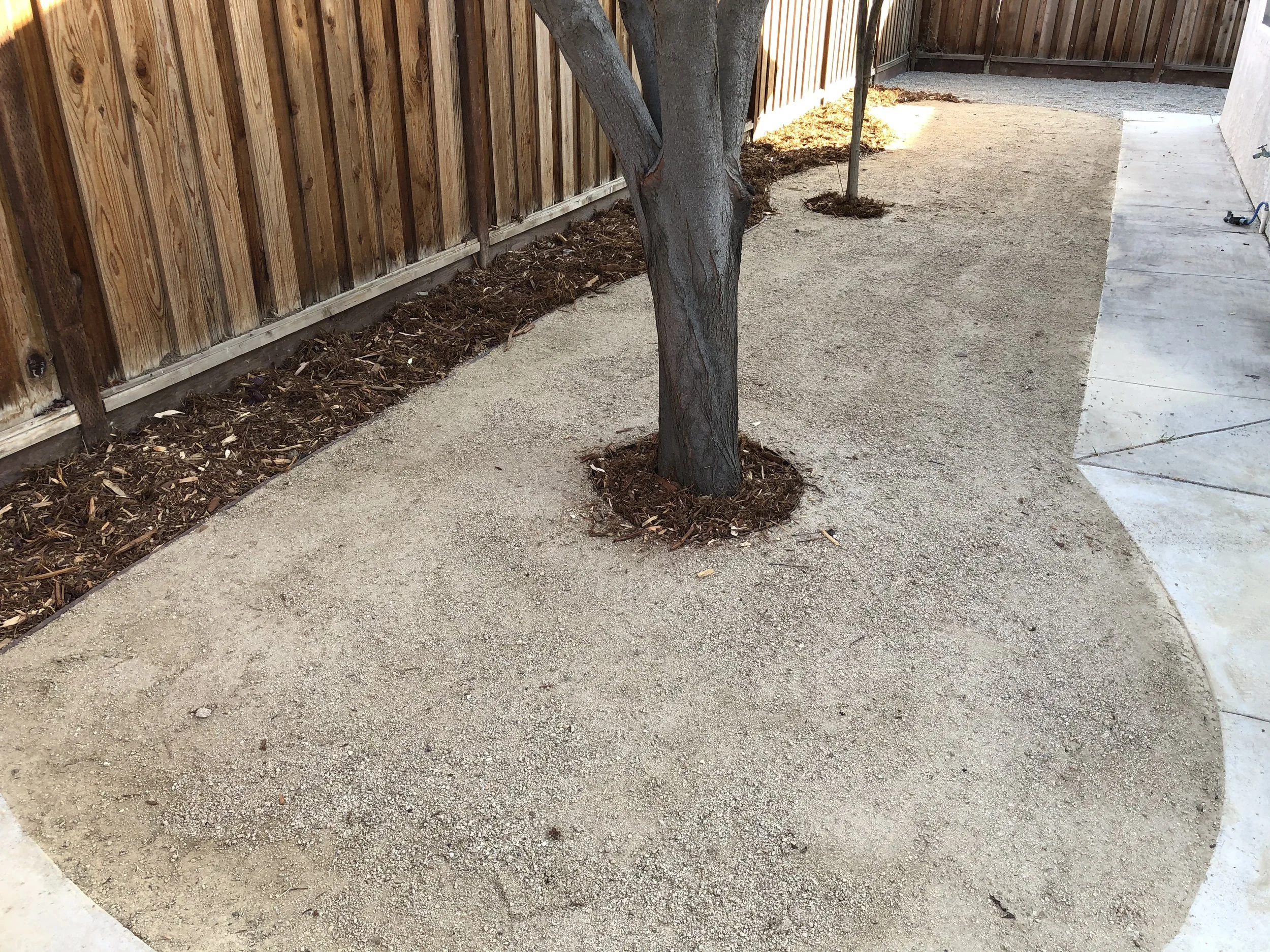 A newly landscaped backyard with a young tree planted in the center, surrounded by sandy soil. To the left, there's a wooden fence, and on the right, concrete paving. The yard appears to be in the process of finishing landscaping.