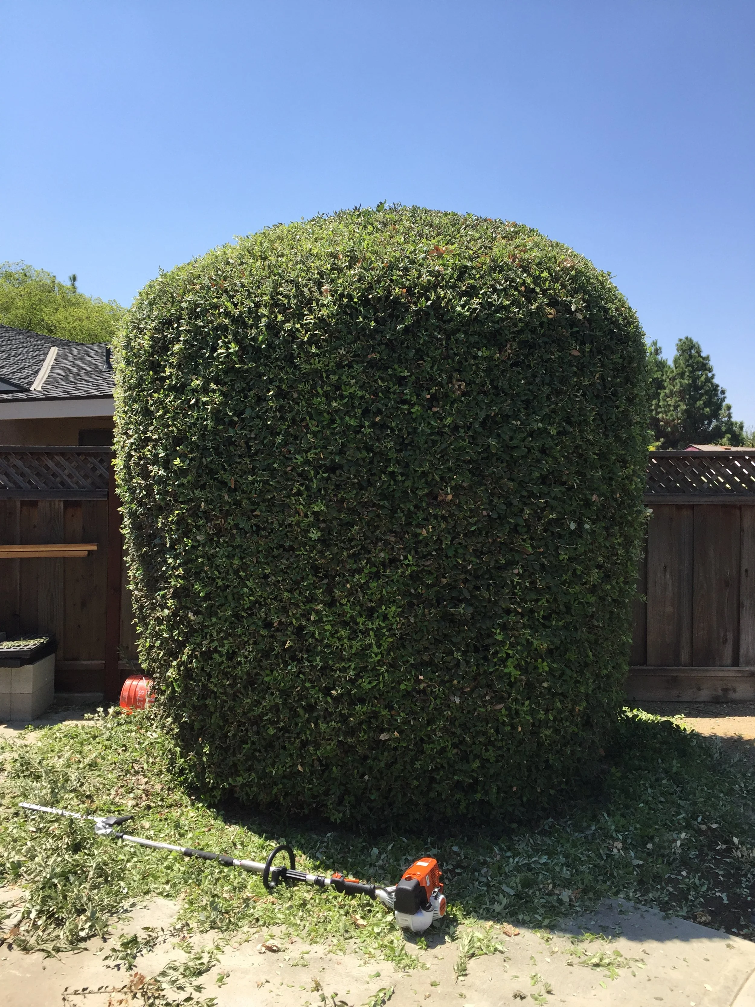 Large, neatly trimmed green shrub in a backyard with a wooden fence and a hedge trimmer lying on the ground nearby.