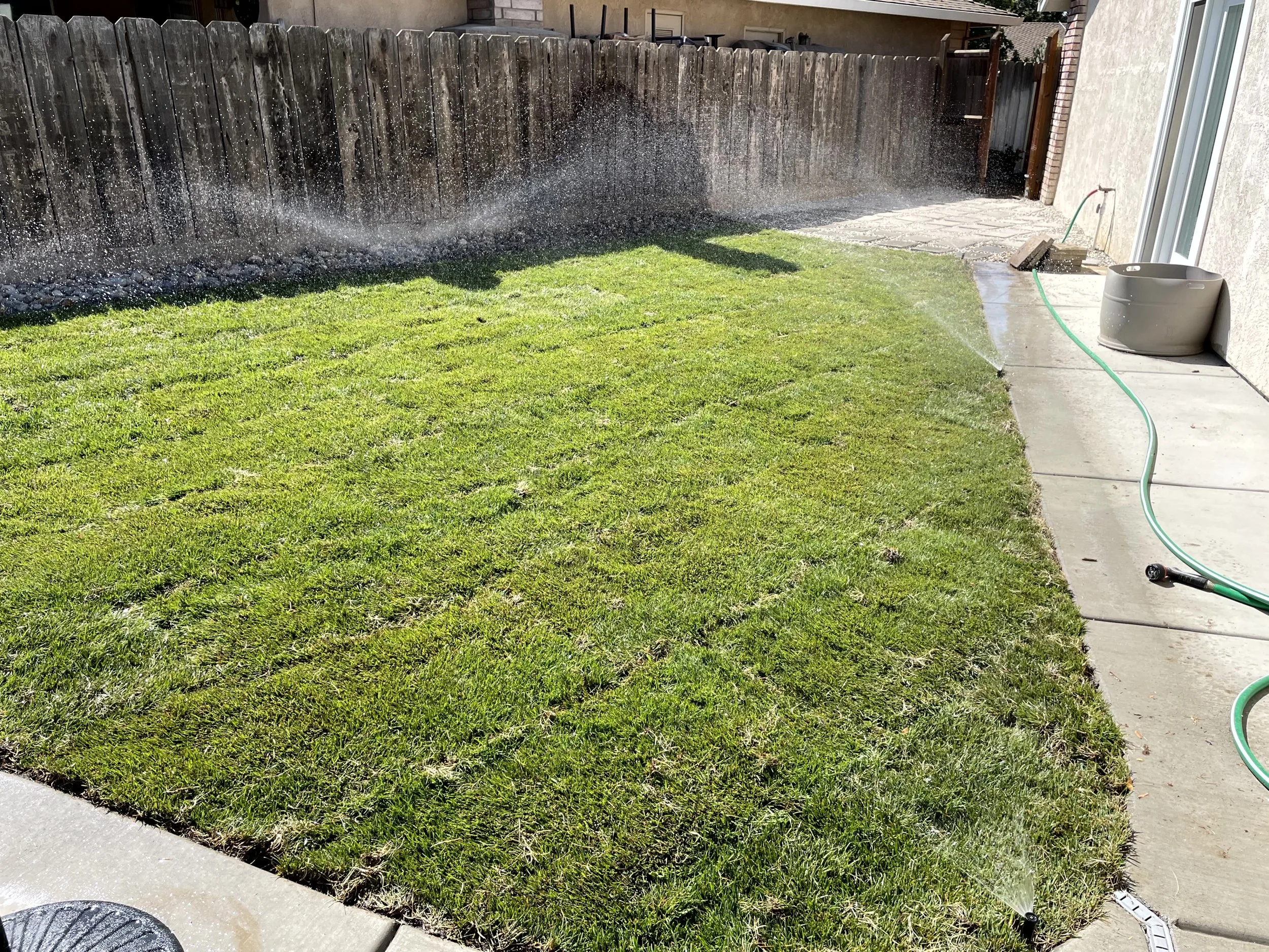 Green lawn being watered with a garden hose on a sunny day, with a wooden fence in the background and a concrete patio on the side.