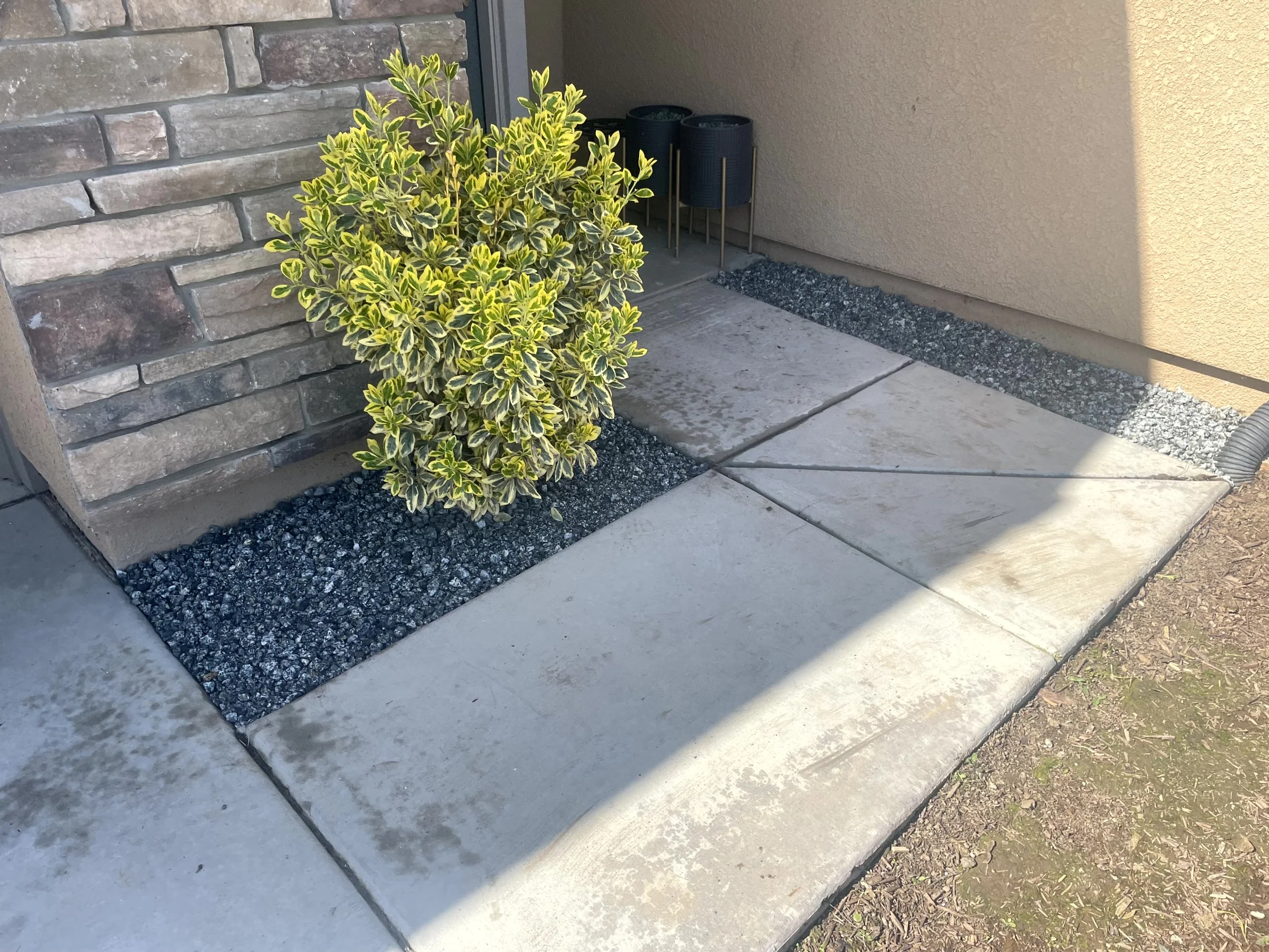 A small landscaped area with a green and yellow shrub, black gravel, and concrete sidewalk next to a brick and beige stucco wall on a sunny day.