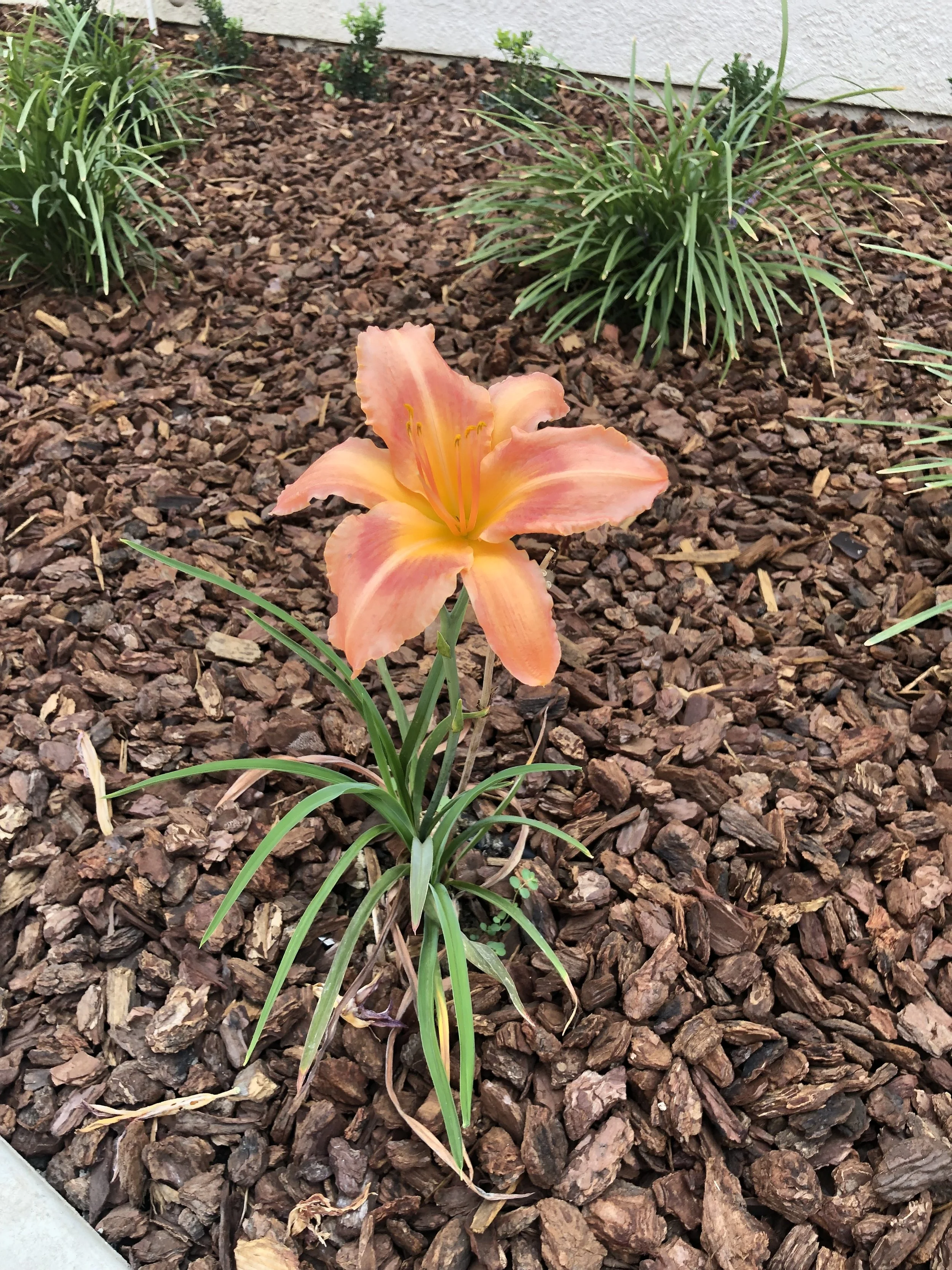 A peach-colored daylily flower in bloom, surrounded by green narrow-leafed plants, growing in a mulch-covered garden bed near a white wall.