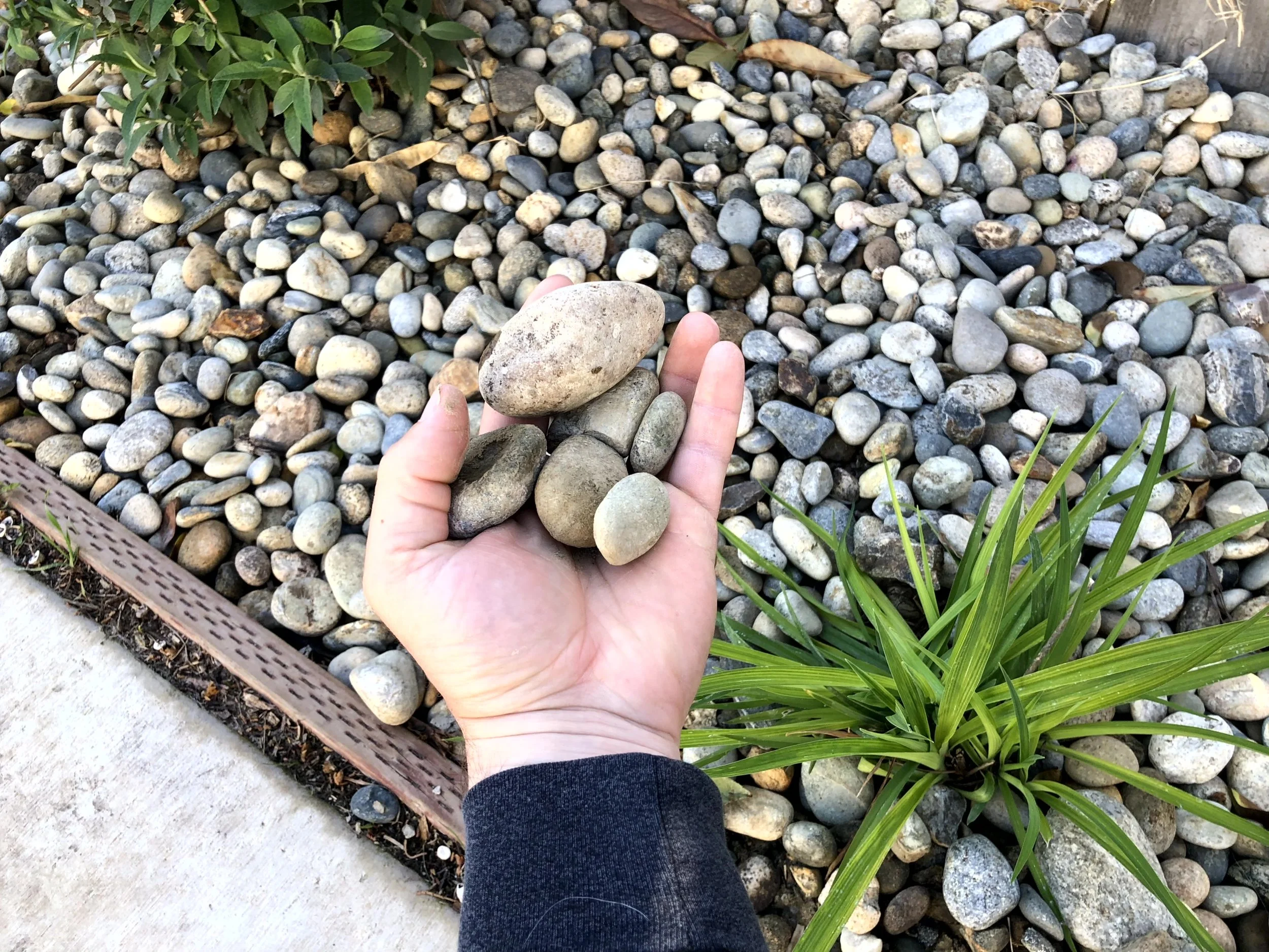 A hand holding several smooth, rounded stones over a bed of similar stones and green plants in a garden.