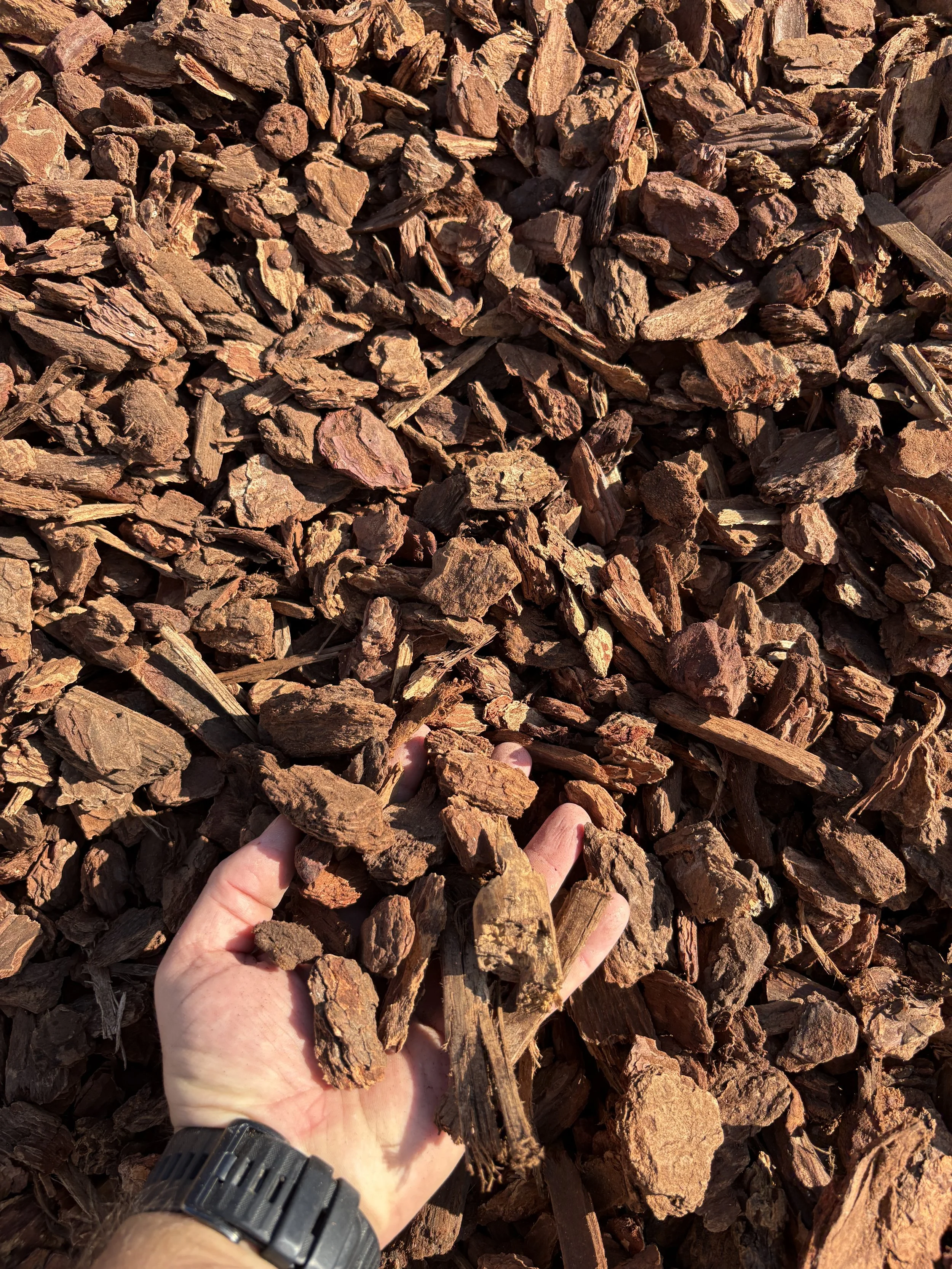 A person's hand holding several pieces of brown bark or wood chips over a large pile of similar wood chips.