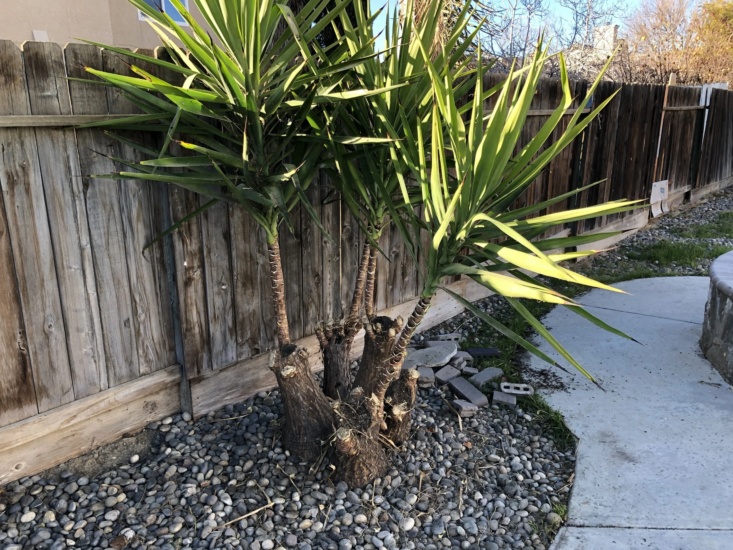 A large green plant with long, spiky leaves growing in front of a wooden fence, with a circular concrete sidewalk nearby.