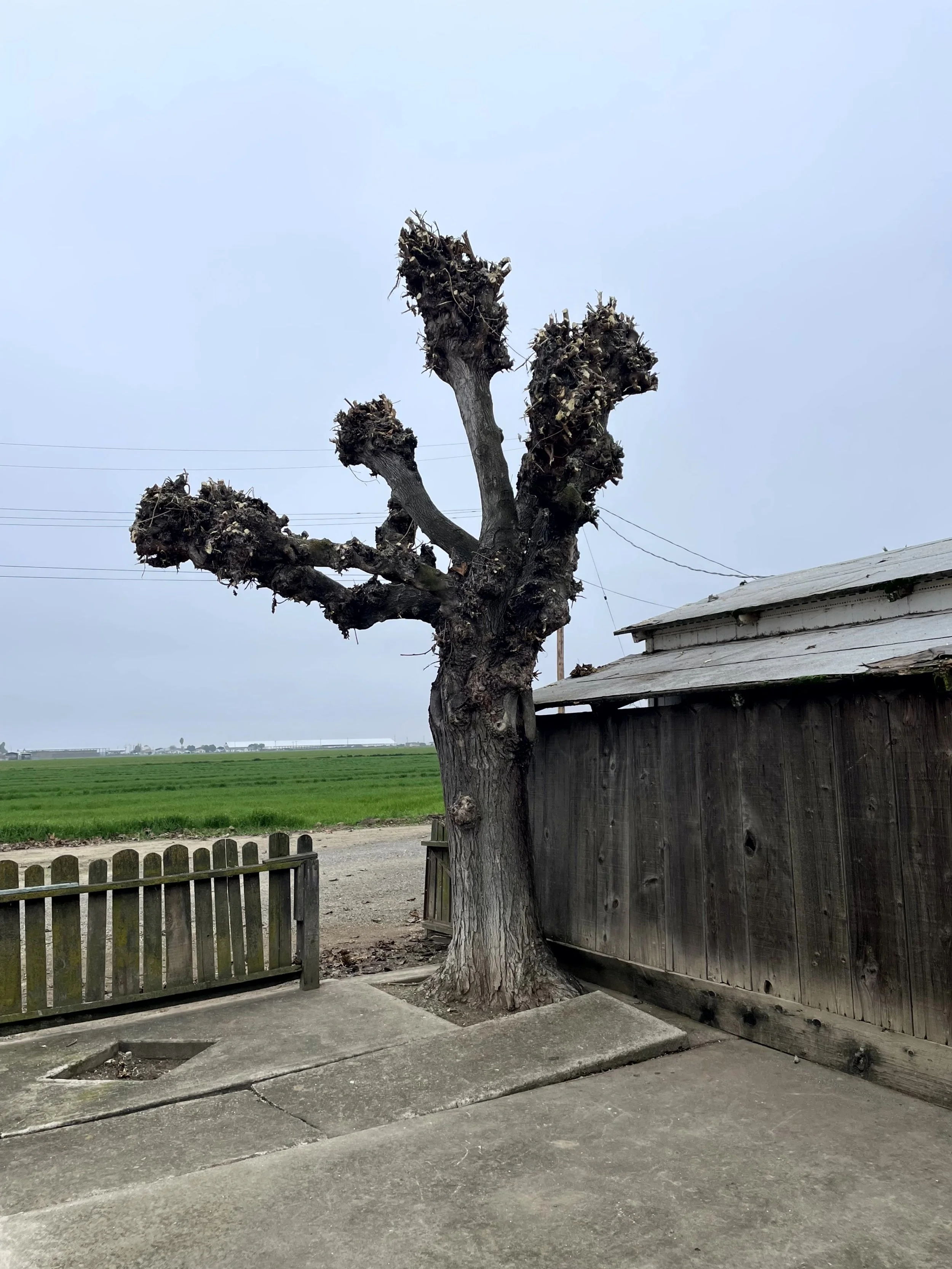 A large tree with pruned branches sits next to a wooden building and a fenced yard, with green fields and a cloudy sky in the background.