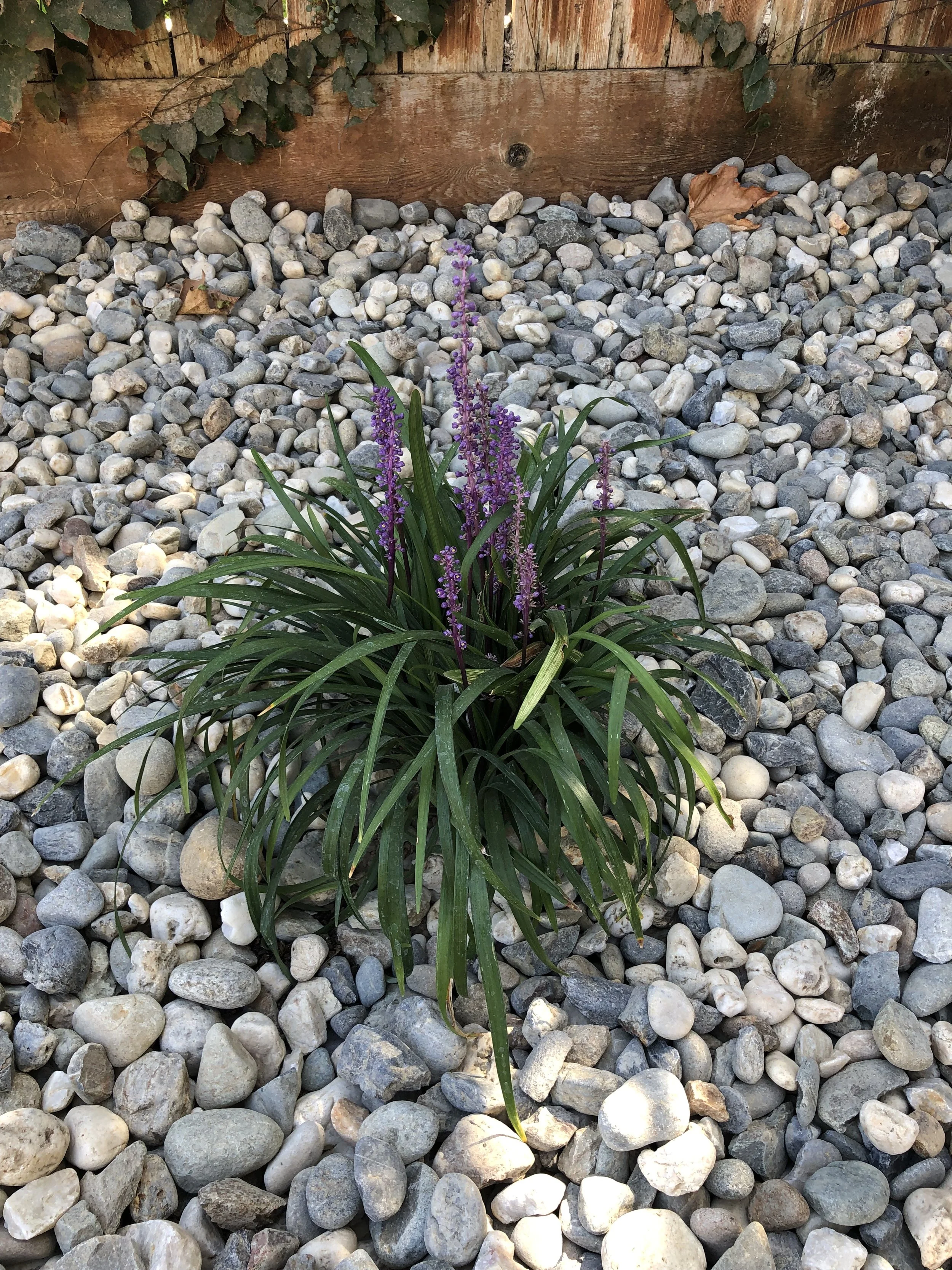 A green plant with long slender leaves and tall purple flower spikes growing among small round gray and white rocks in a garden.