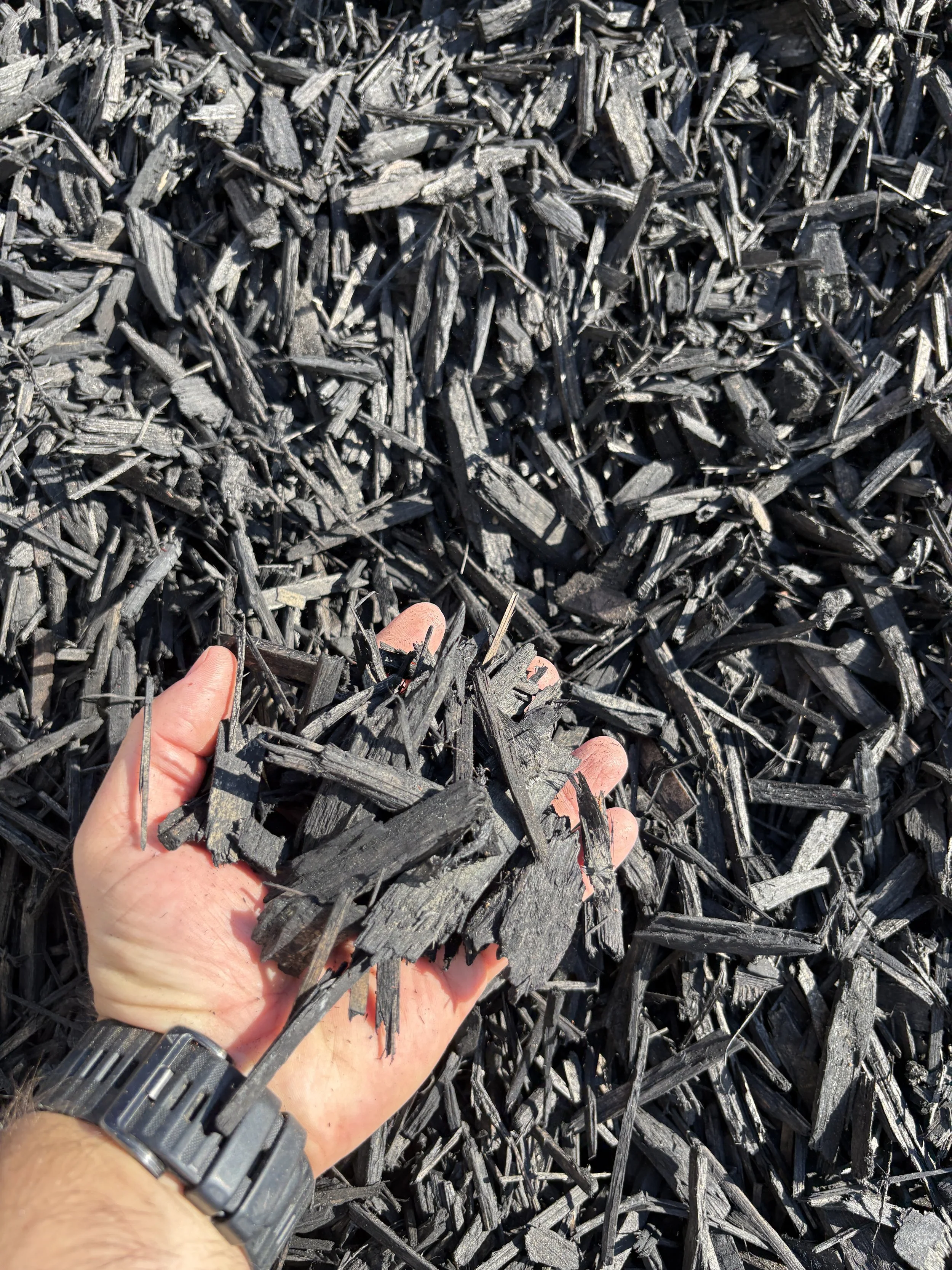 Close-up of a hand holding charred wood pieces over a large pile of similar burned wood debris.