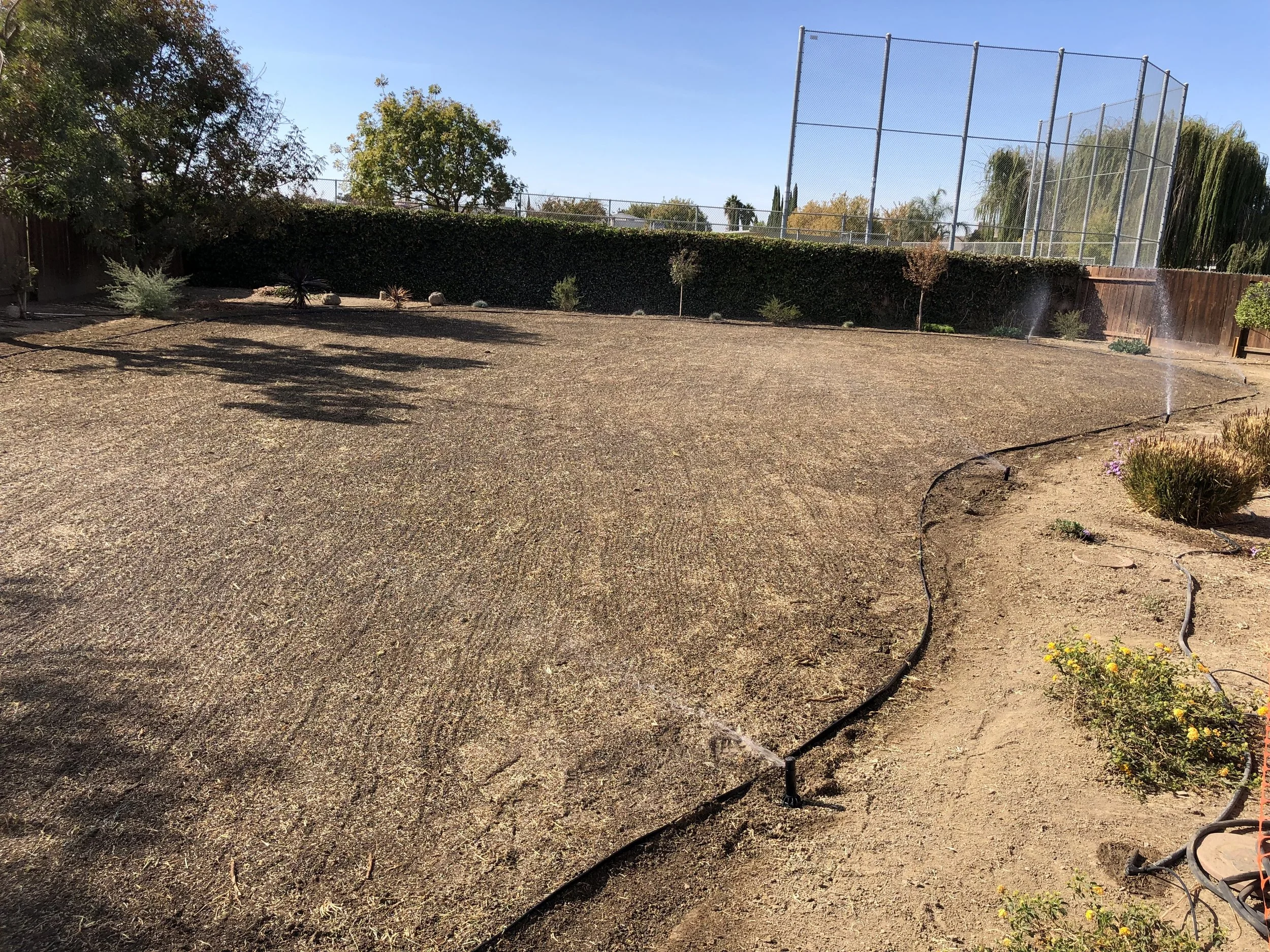 Residential backyard with a newly installed lawn, sprinkler system watering the grass, and a surrounding fence with trees and a sports field in the background.