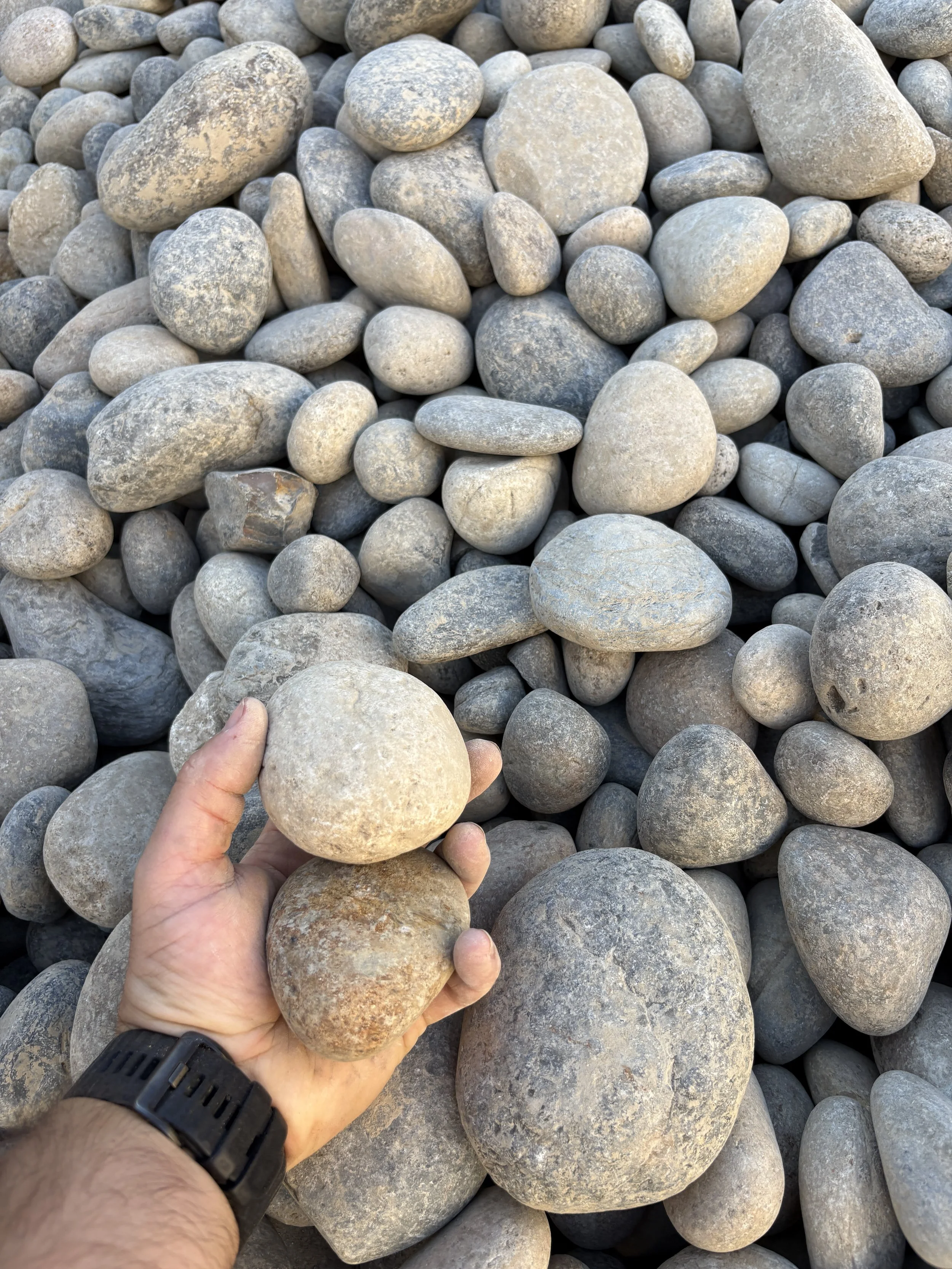 Hand holding three smooth, rounded rocks over a large bed of similar rocks on a pebble beach.