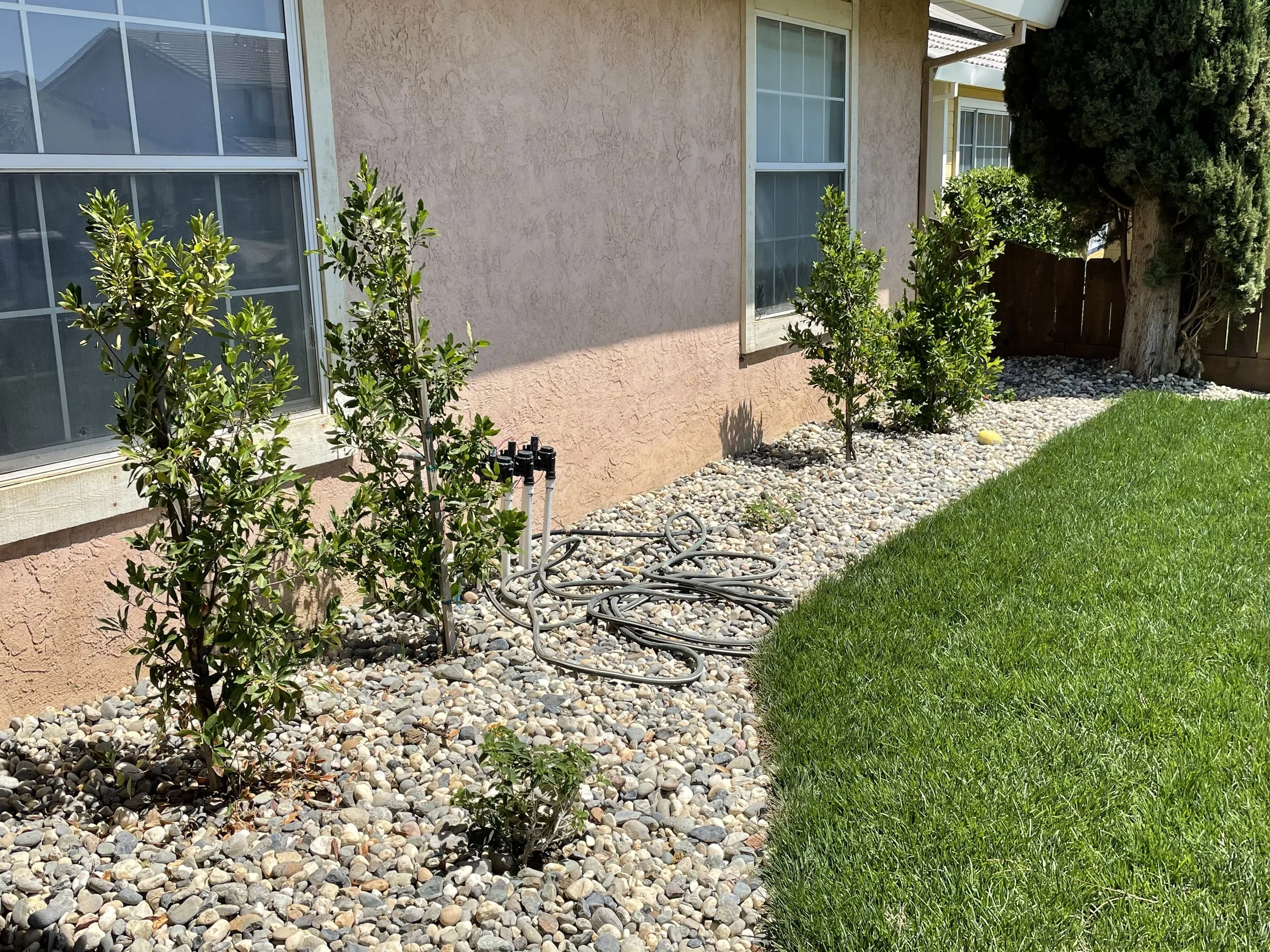 A garden bed with small green bushes and a decorative stone mulch border, adjacent to a pink stucco house wall with two large windows. Garden hoses are coiled on the ground near the bushes. A tall tree with dense foliage is at the corner, and a woode