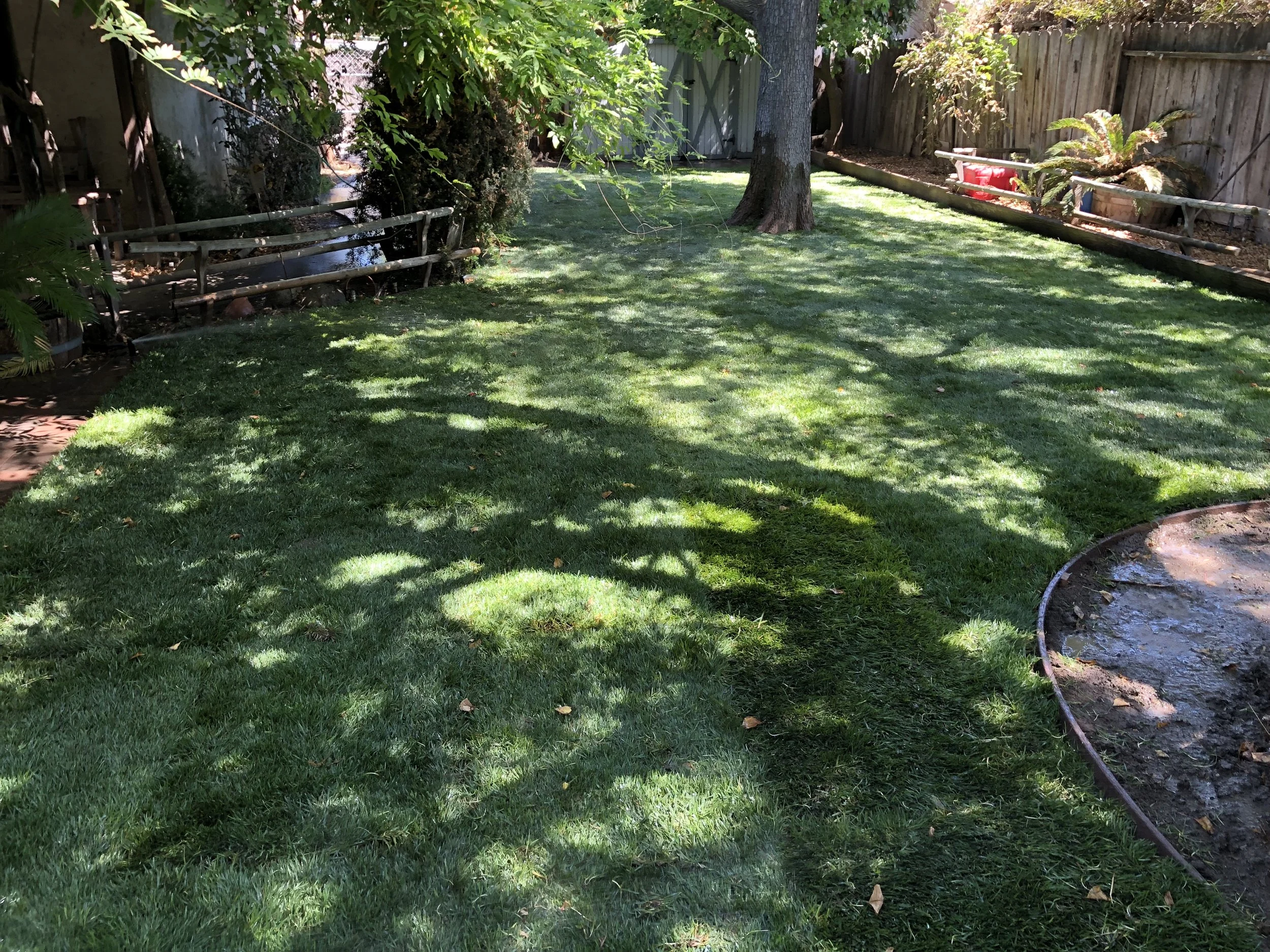 A backyard with a green lawn and trees providing shade. There are wooden benches and a garden bed with plants along the fence. Sunlight filters through the leaves, casting shadows on the grass.