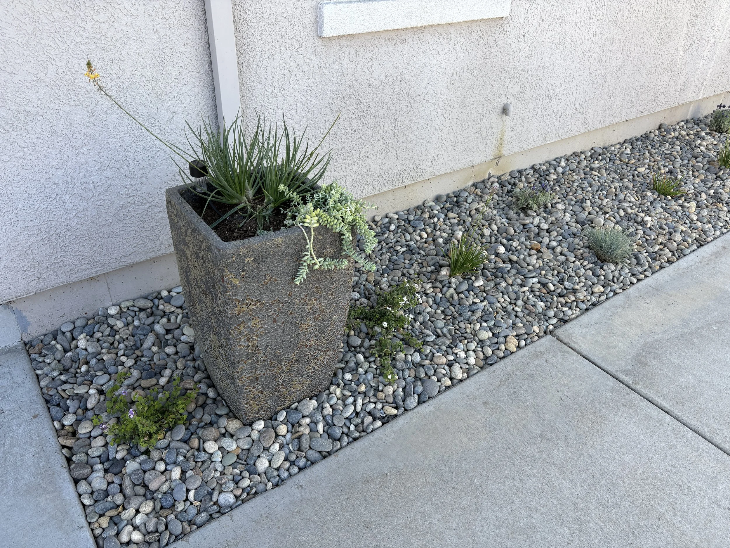 A rectangular concrete planter filled with drought-tolerant plants, placed on a bed of small, smooth rocks along a sidewalk adjacent to a white stucco wall.