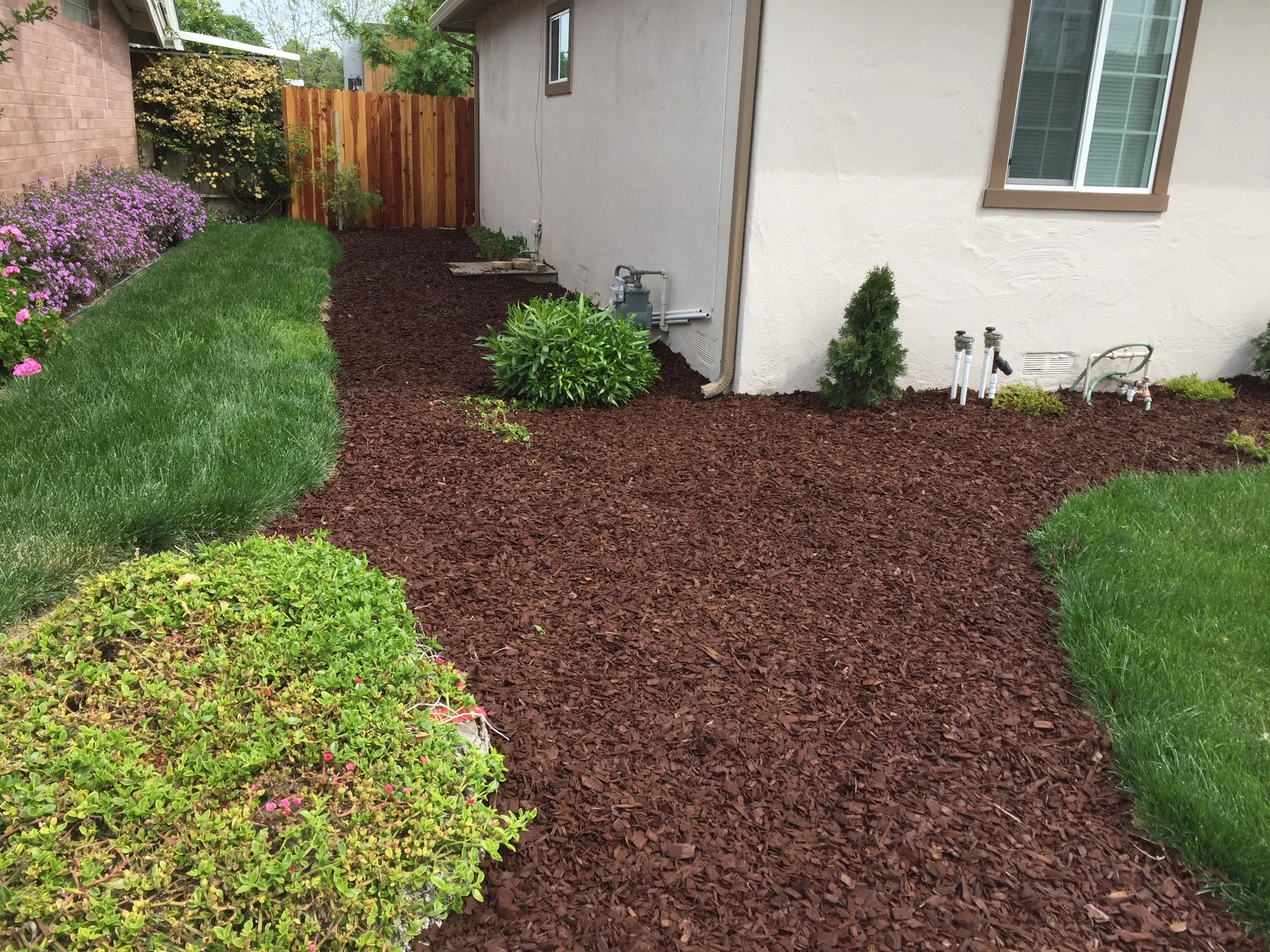 Backyard garden with a mulched pathway running alongside a house, bordered by green grass, flowering bushes, and small shrubs, with a wooden fence and trees in the background.