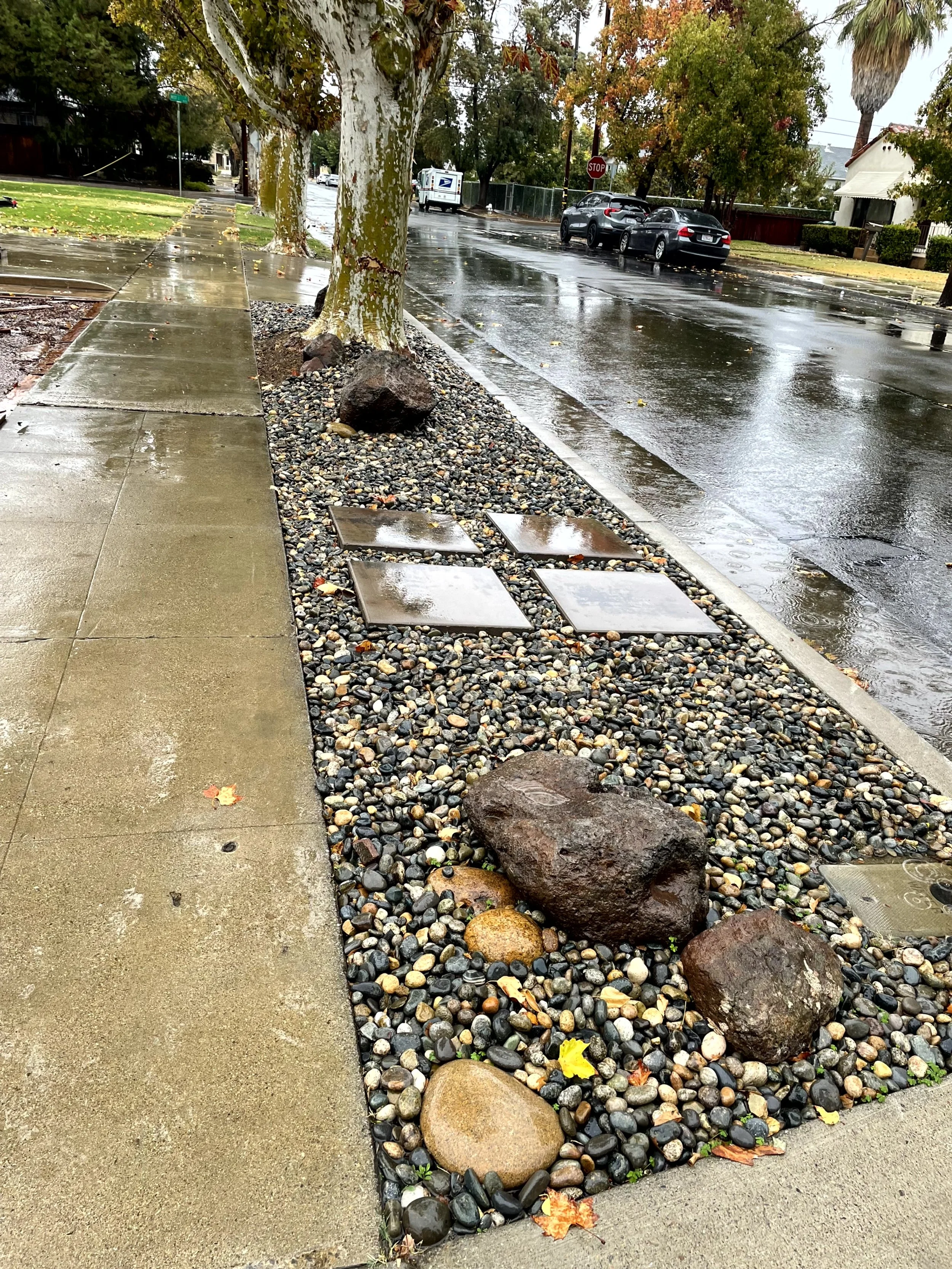 Rain-soaked sidewalk and street lined with trees and parked cars, wet rocks and metal plates on the landscaped area between sidewalk and street.