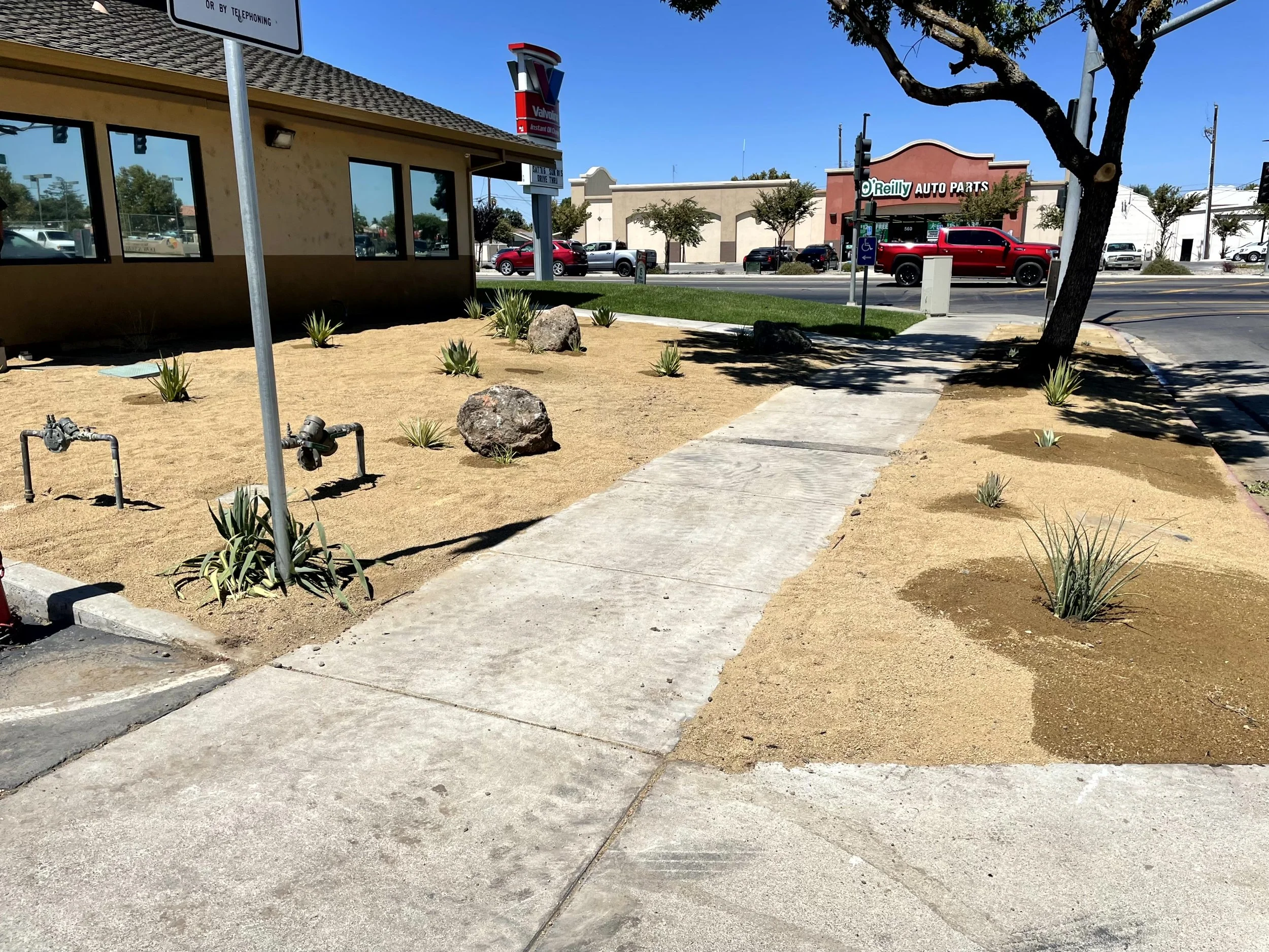 Sidewalk and landscaping on a city street with a tree, small plants, and rocks, with storefronts and parked vehicles in the background.