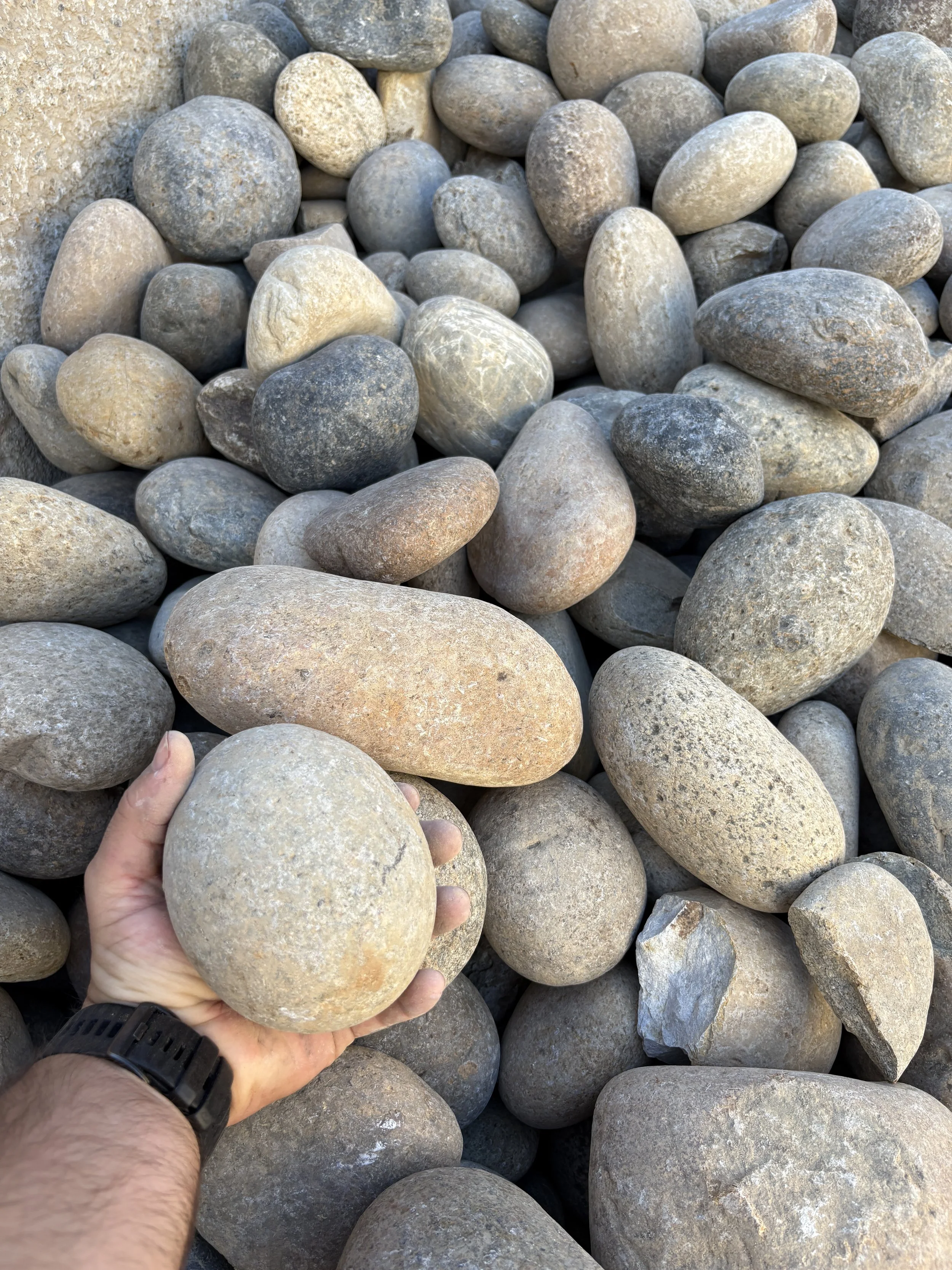 Person holding a beige and gray stone among a large collection of similar small, smooth rocks and stones on the ground near a wall.