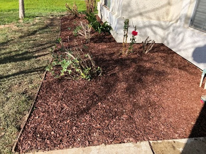Freshly mulched garden bed with a few small plants and flowers along the side of a house.