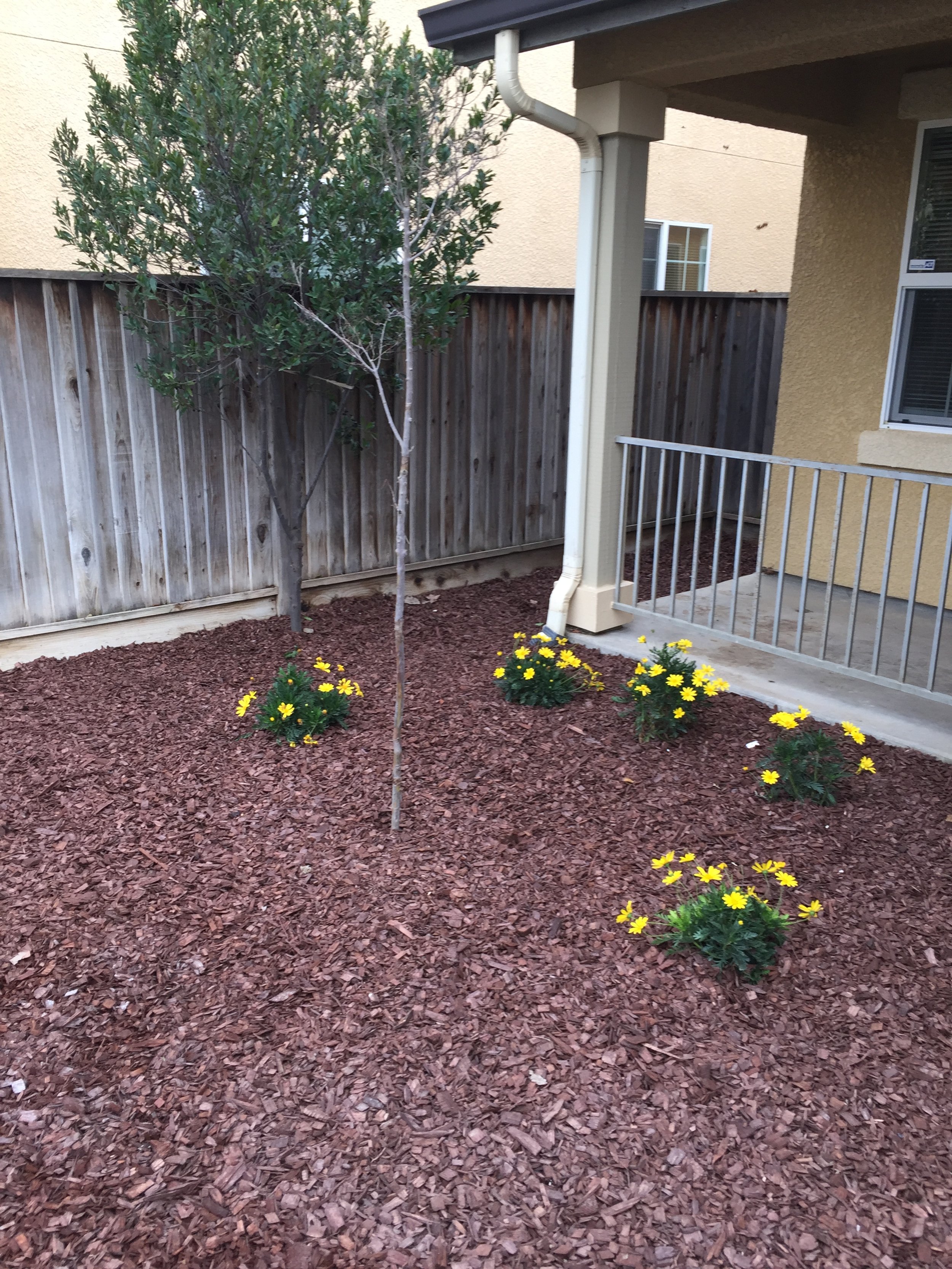 A small backyard with a young tree, several yellow flowering plants, a wooden fence, a concrete patio, and a beige house wall with a window and metal railing.