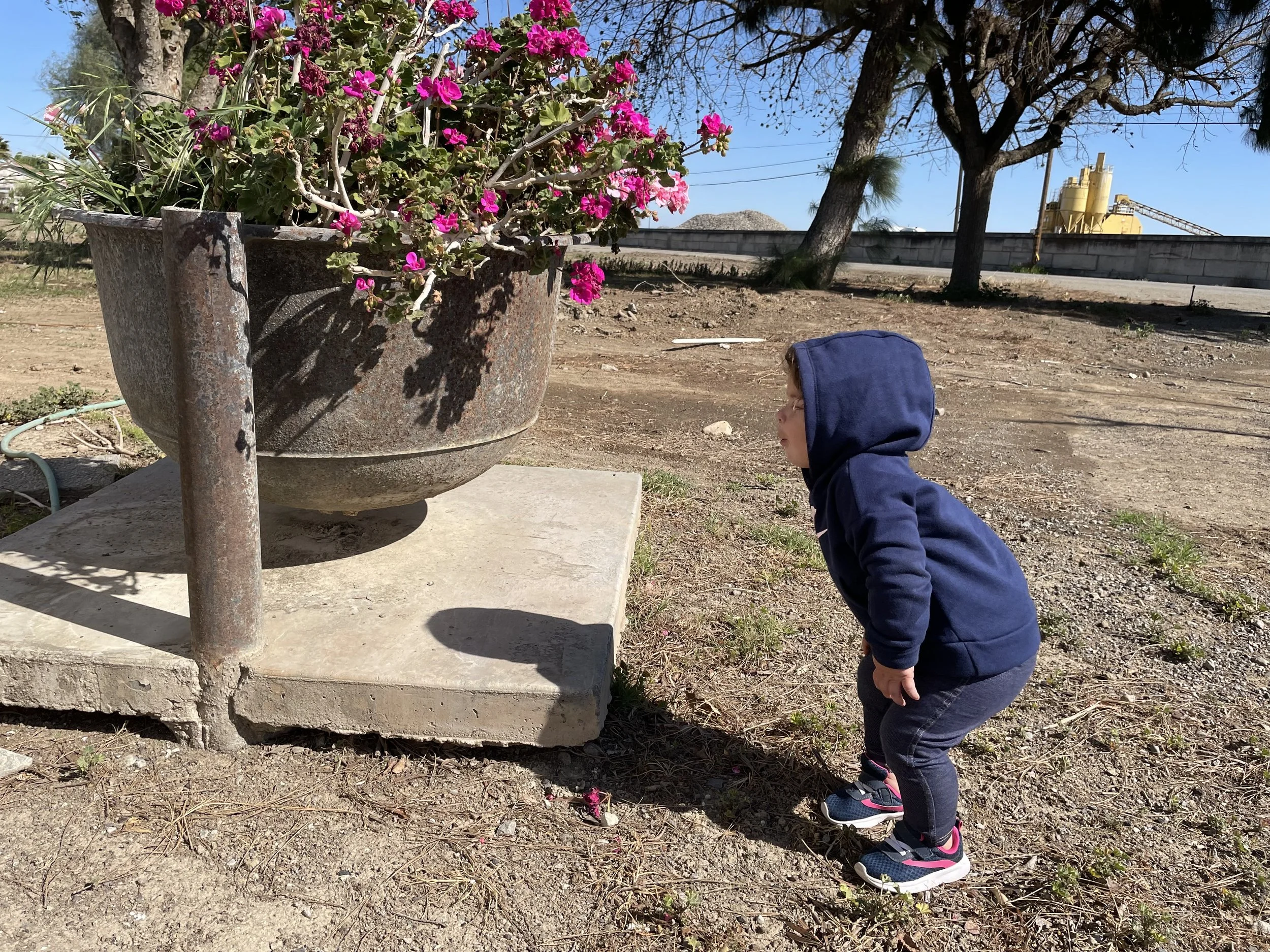 A young child in a blue hoodie and dark pants squatting outdoors and looking closely at a large rusty metal planter with pink flowers. The scene includes a dirt ground, trees, and a clear blue sky.