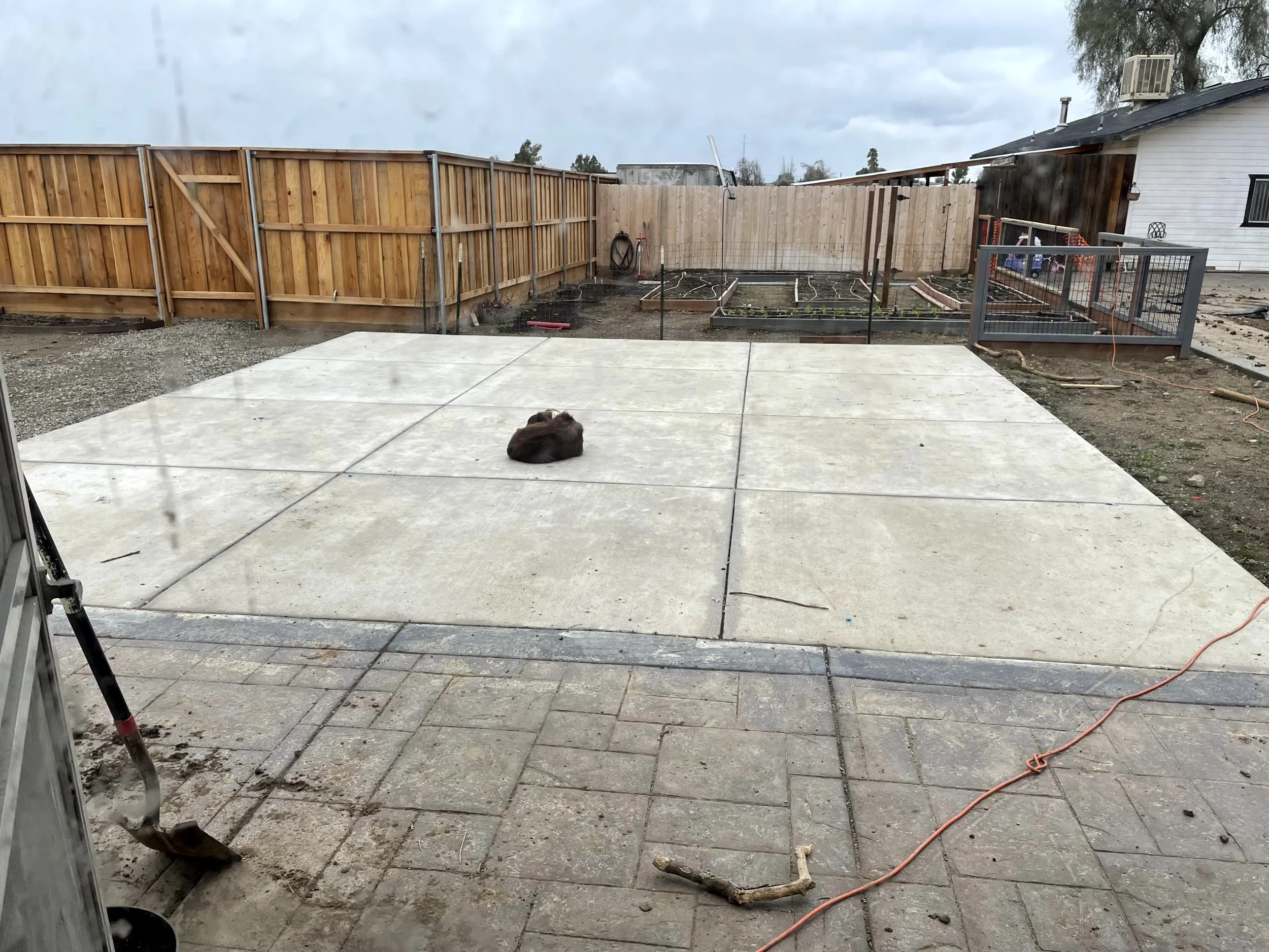 A backyard with a freshly poured concrete patio, a curled-up dog lying on the concrete, and a garden area with raised beds and a wooden fence in the background. Overcast sky.