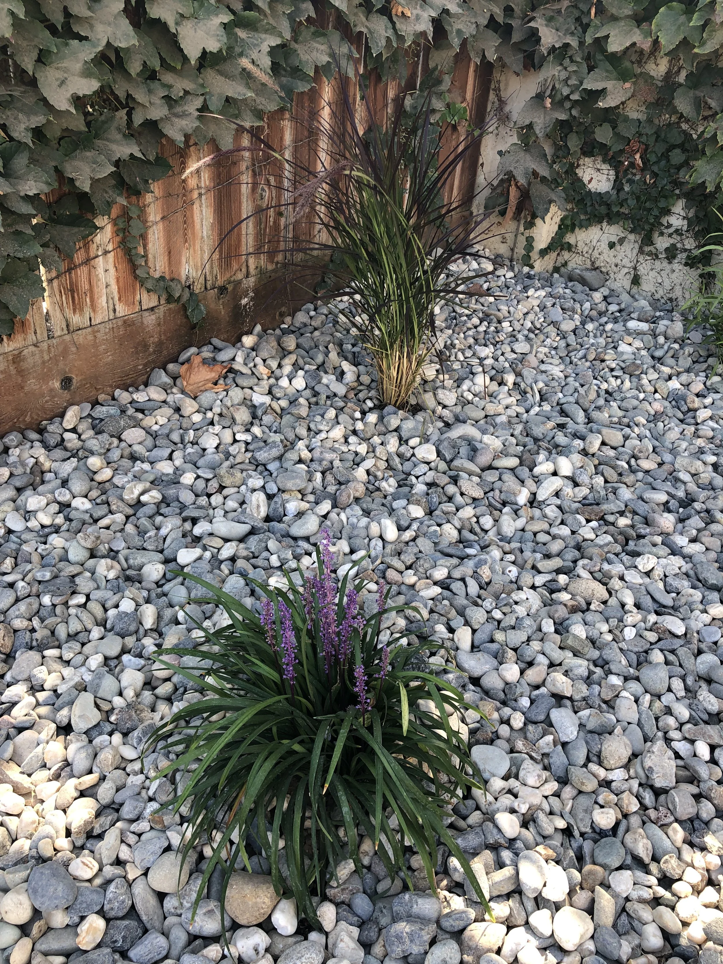 A garden with two plants surrounded by small gray and white rocks, a wooden fence, and green ivy climbing on the fence.