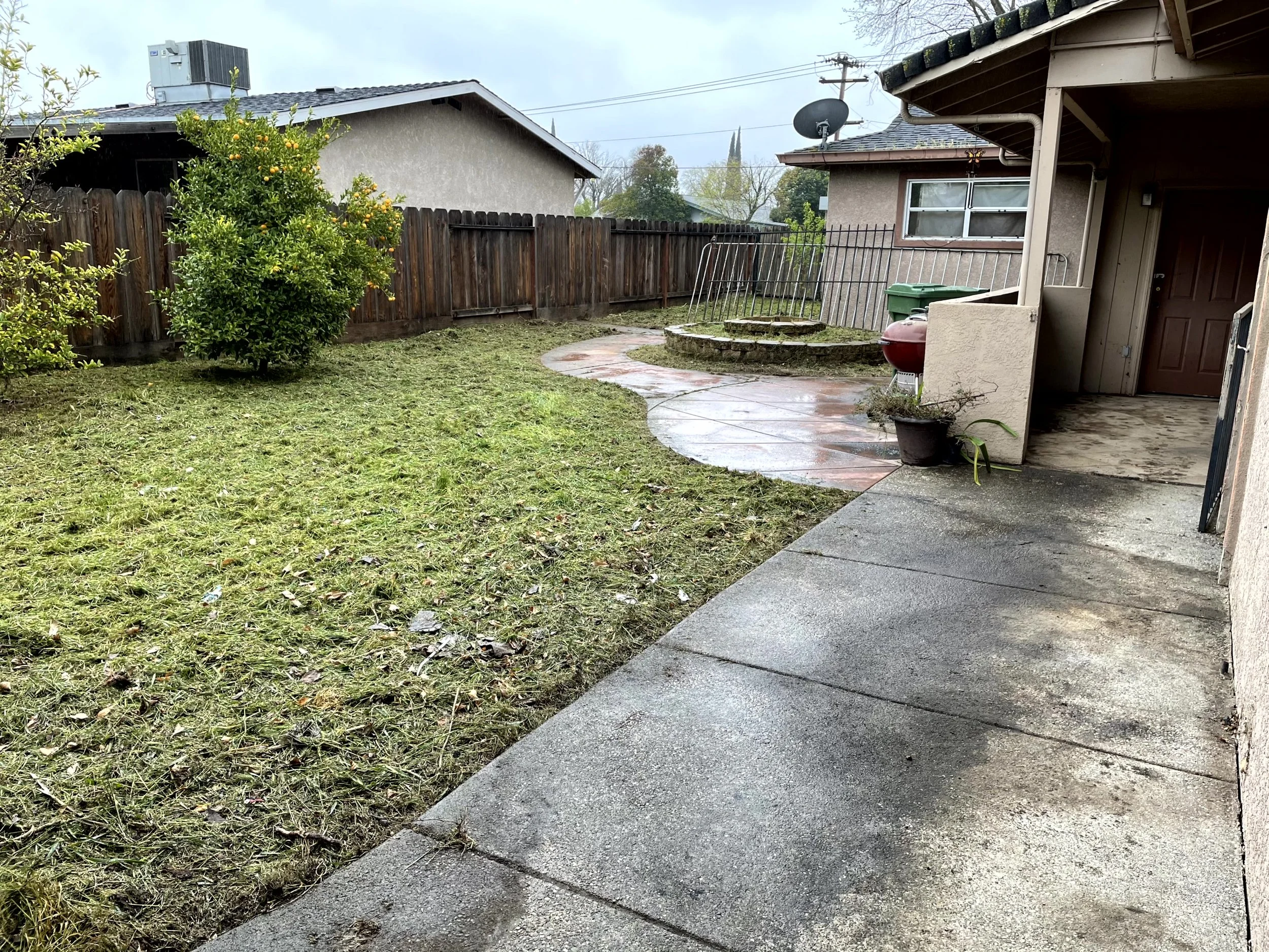 View of a backyard with a grassy lawn, a curved concrete patio, and a wooden fence. There are two small trees, one with yellow-orange fruit, near the fence. A house with beige stucco walls, a dark brown door, and windows is visible, along with a sate