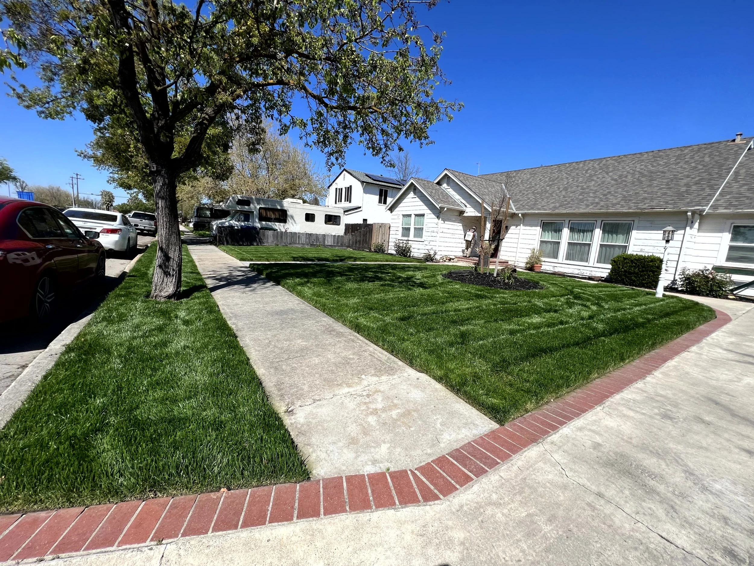 Residential front yard with neatly mowed grass, a concrete sidewalk, a large tree, and a white house with windows and bushes in front under a clear blue sky.