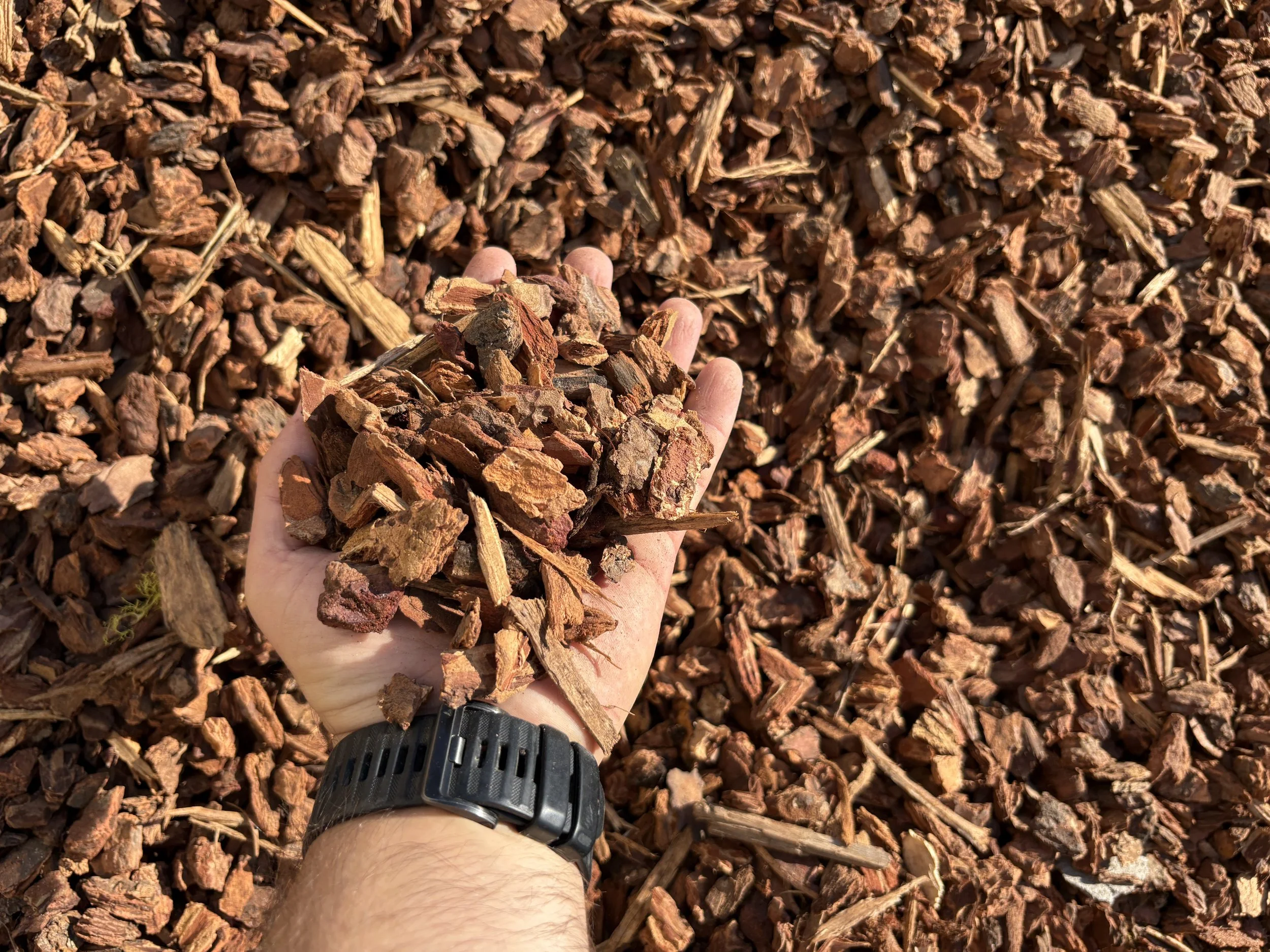 A person holding a handful of reddish-brown bark chips above a large pile of similar wood chips.