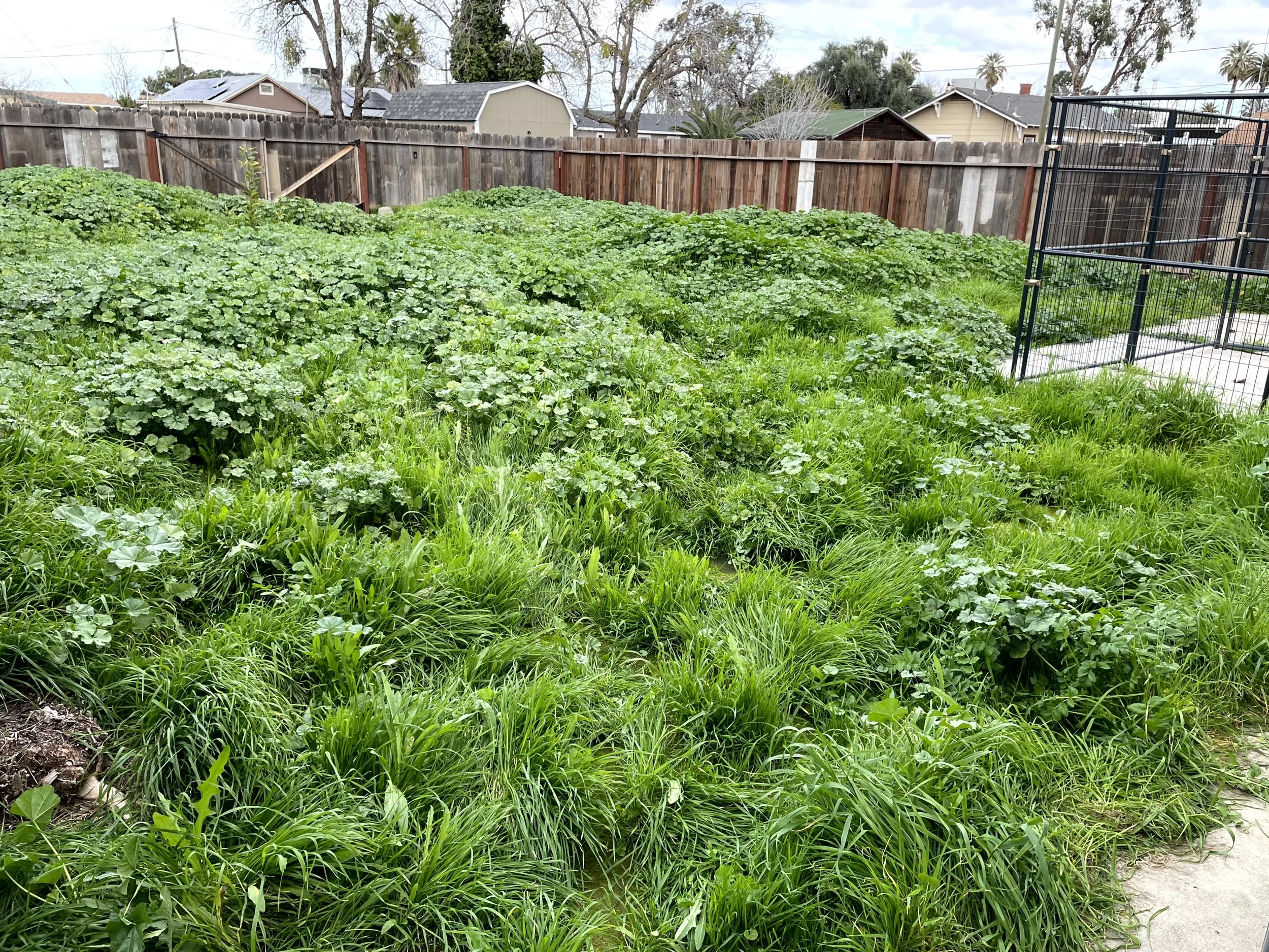 Backyard garden with lush green plants, surrounded by a wooden fence and neighboring houses in the background.