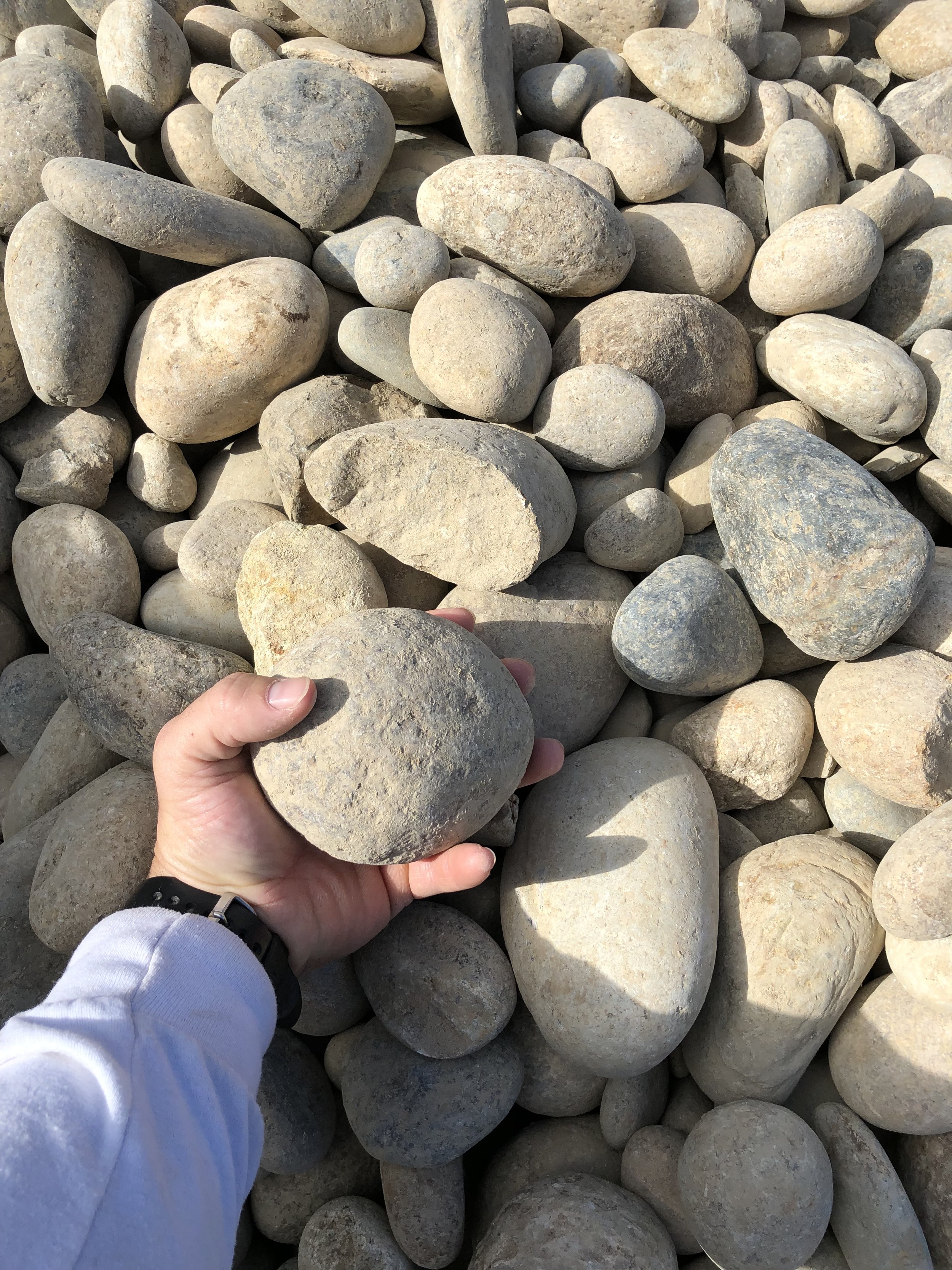 A person's hand holding a large smooth gray stone over a pile of similarly shaped stones on the ground.