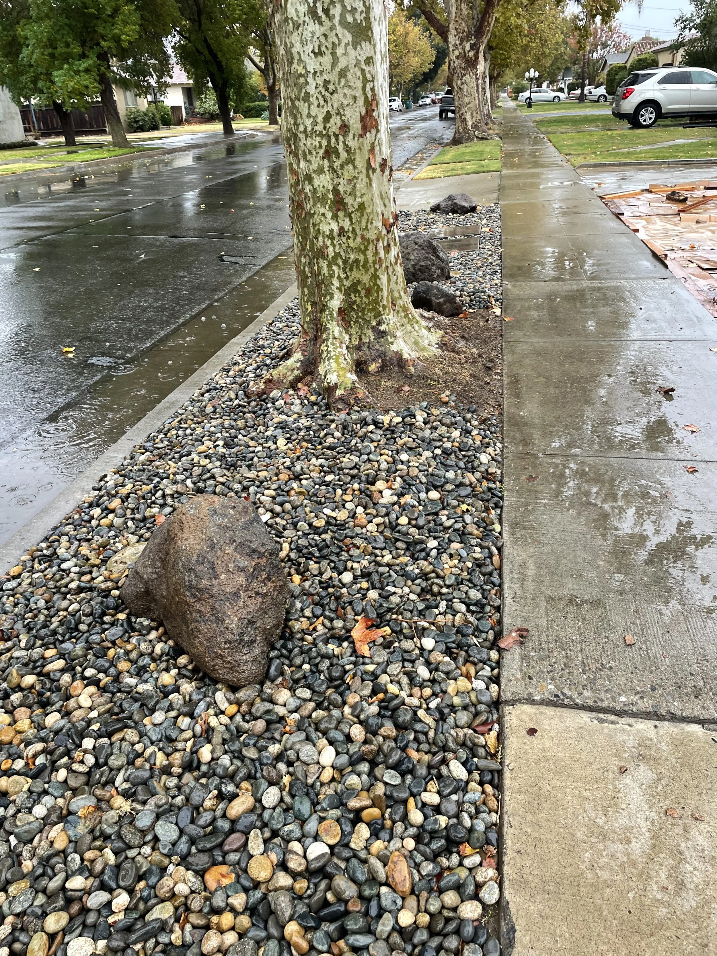 Sidewalk with a tree surrounded by decorative rocks and a large rock resting on the rocks, wet street and parked cars in the background, rainy day.