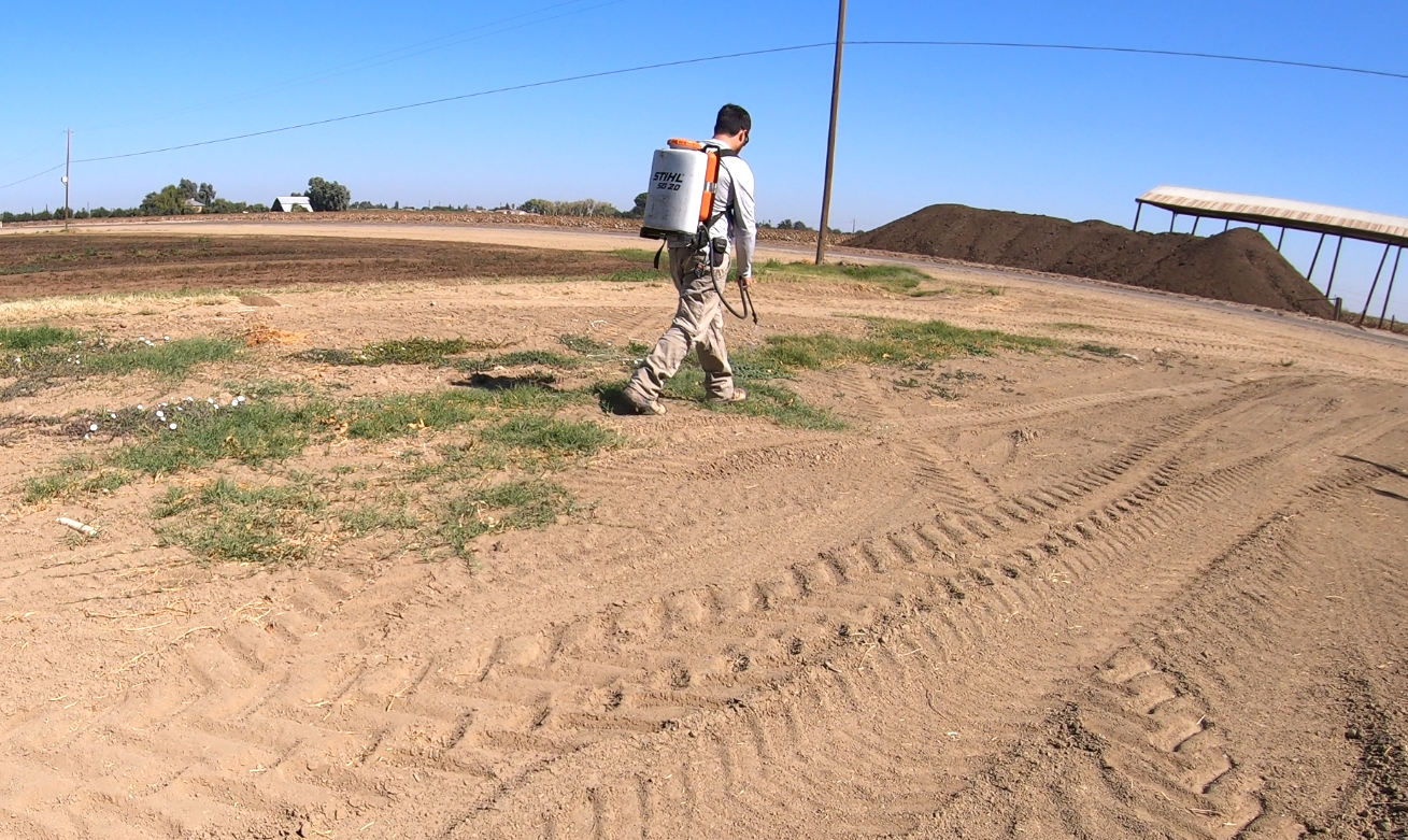 A person walking on a dirt field with tire tracks, wearing a backpack sprayer and spray nozzle, under a clear blue sky.