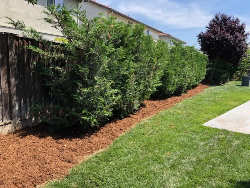 A row of green bushes planted along a wooden fence in a backyard, with freshly turned soil at their base and a concrete sidewalk nearby.