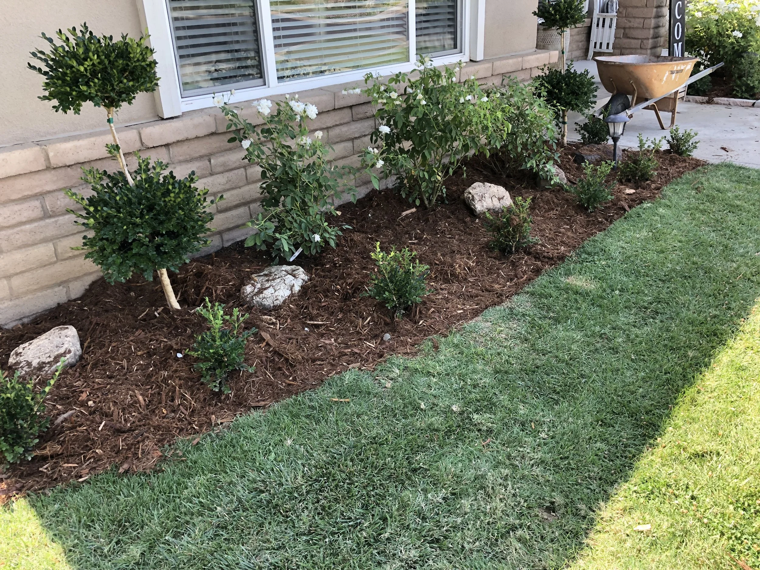 A landscaped garden bed with small bushes, decorative rocks, mulch, and a wheelbarrow near a house with brick and siding exterior, along with a grassy lawn in the foreground.