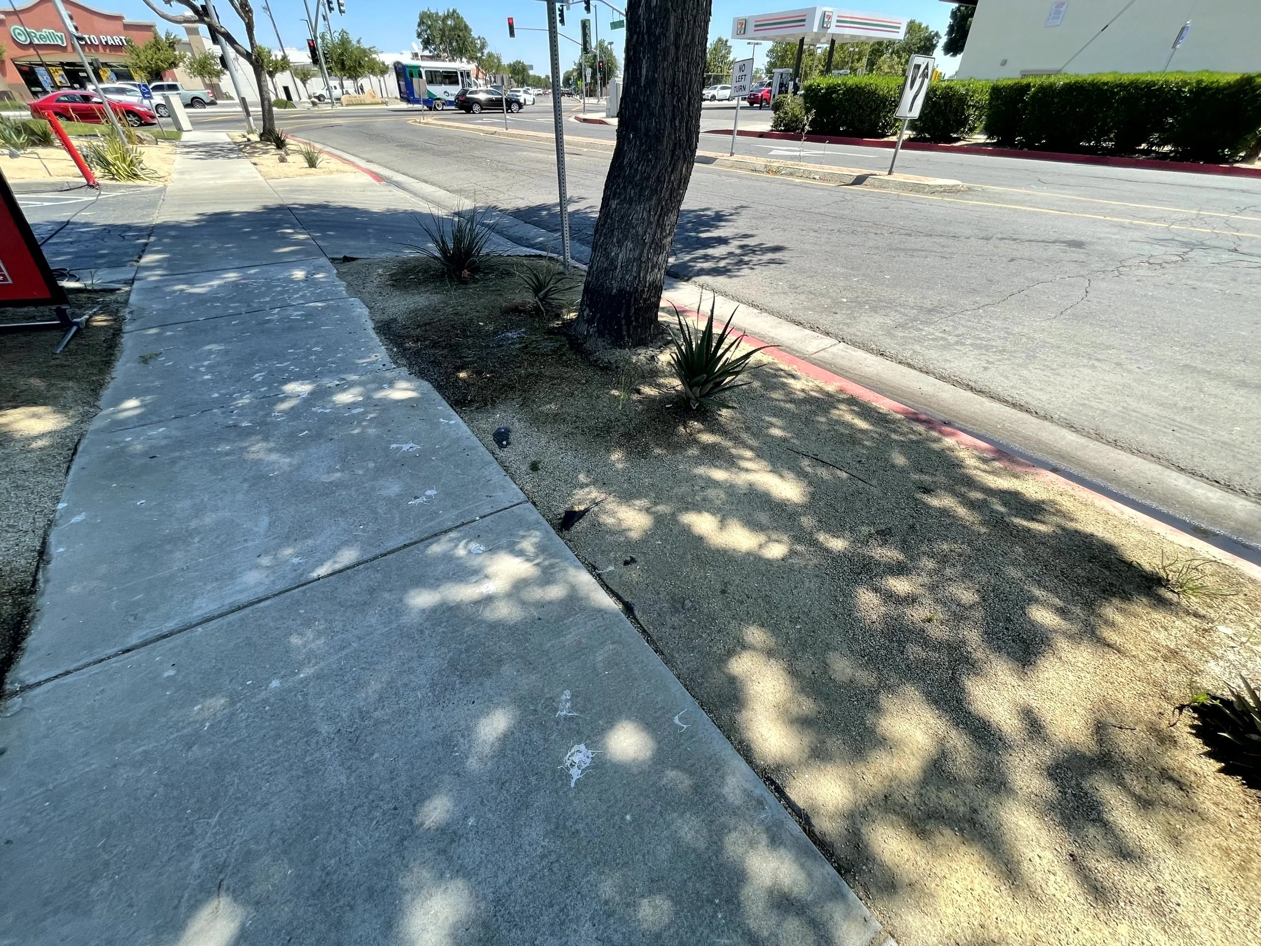 A sidewalk and small patch of dirt with plants and a tree, next to a street with traffic, including a bus and cars, and traffic signs. There are shadows of trees and leaves on the ground.