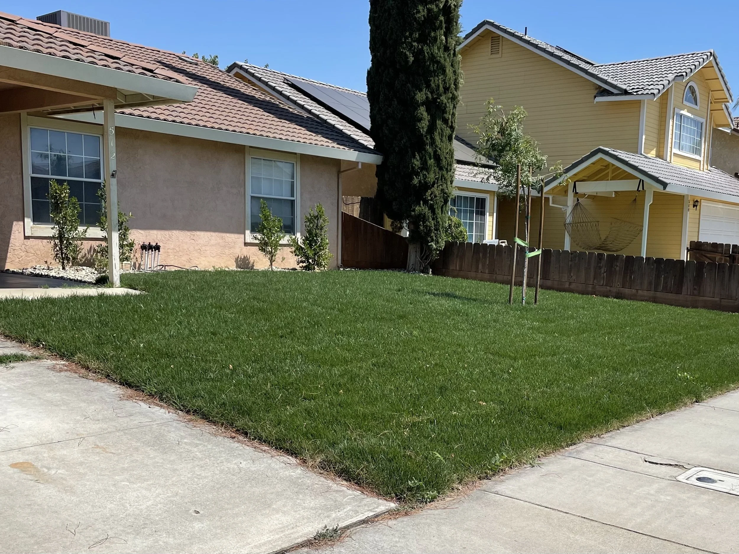 A front yard with a neatly trimmed green lawn, a concrete sidewalk, and two neighboring houses. One house has a beige stucco exterior with white trim, and the other house is yellow with a covered porch. A small tree and a tall, narrow evergreen tree 