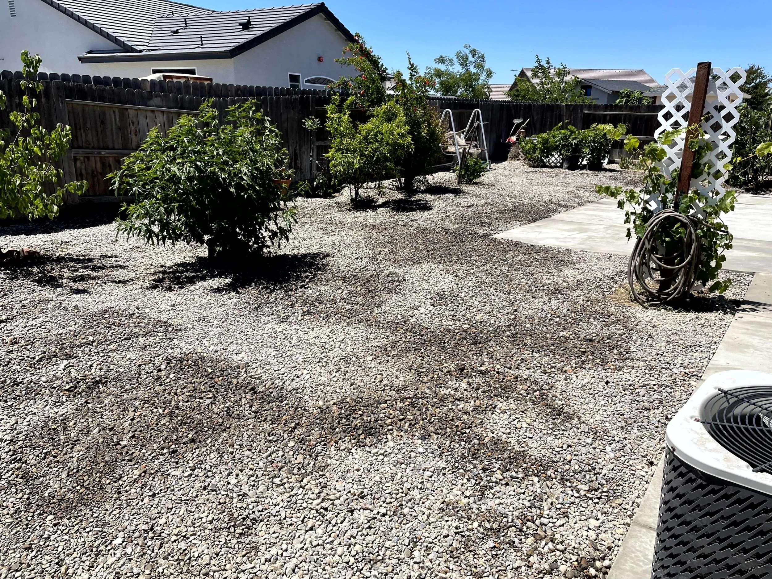 A backyard with a gravel ground, several small green bushes, a wooden fence, a white lattice structure with a vine growing on it, a garden hose coiled on it, and several potted plants. There's a concrete patio area and a white house with a dark roof 