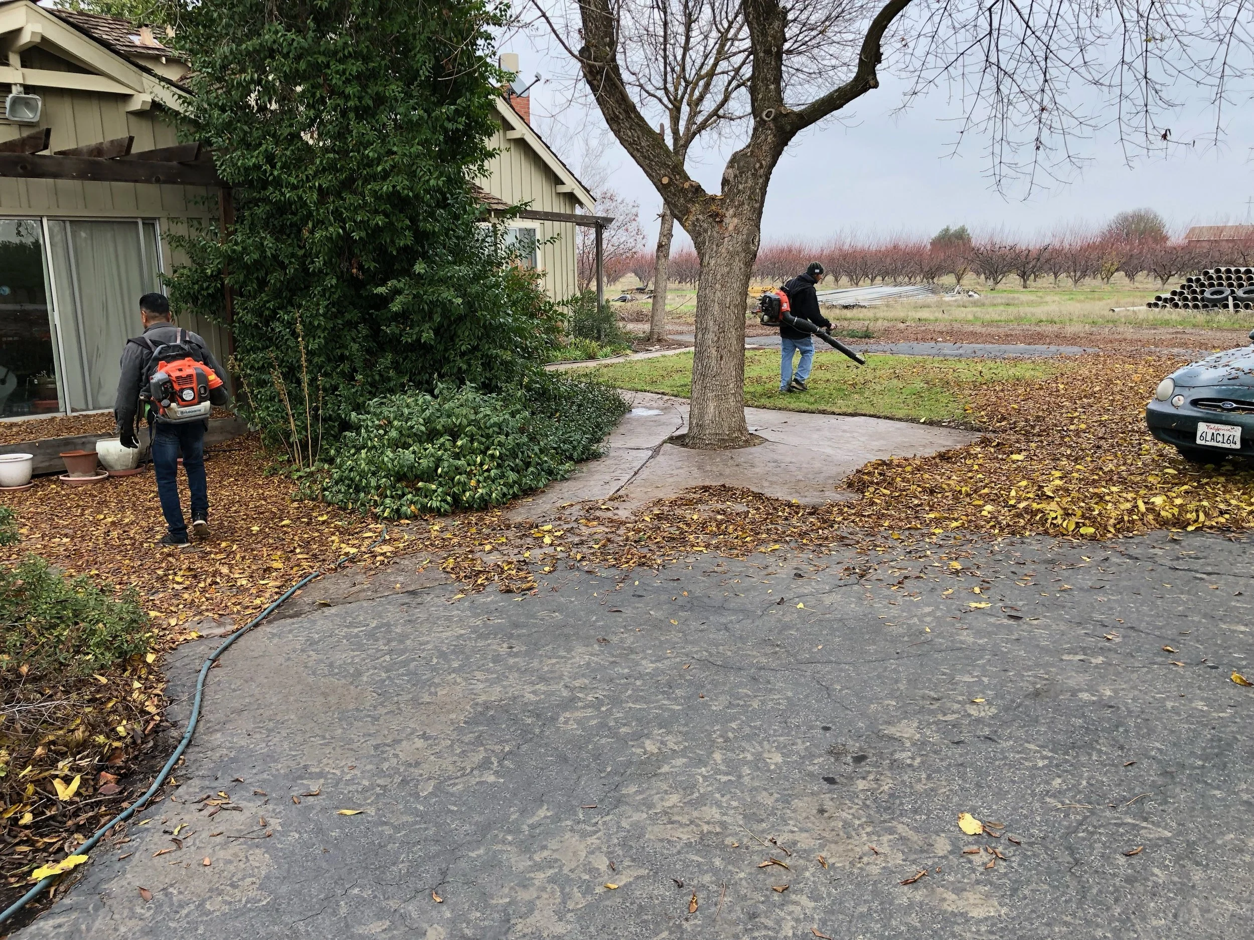 Two men using leaf blowers to clear fallen leaves near a tree in a parking lot and yard.
