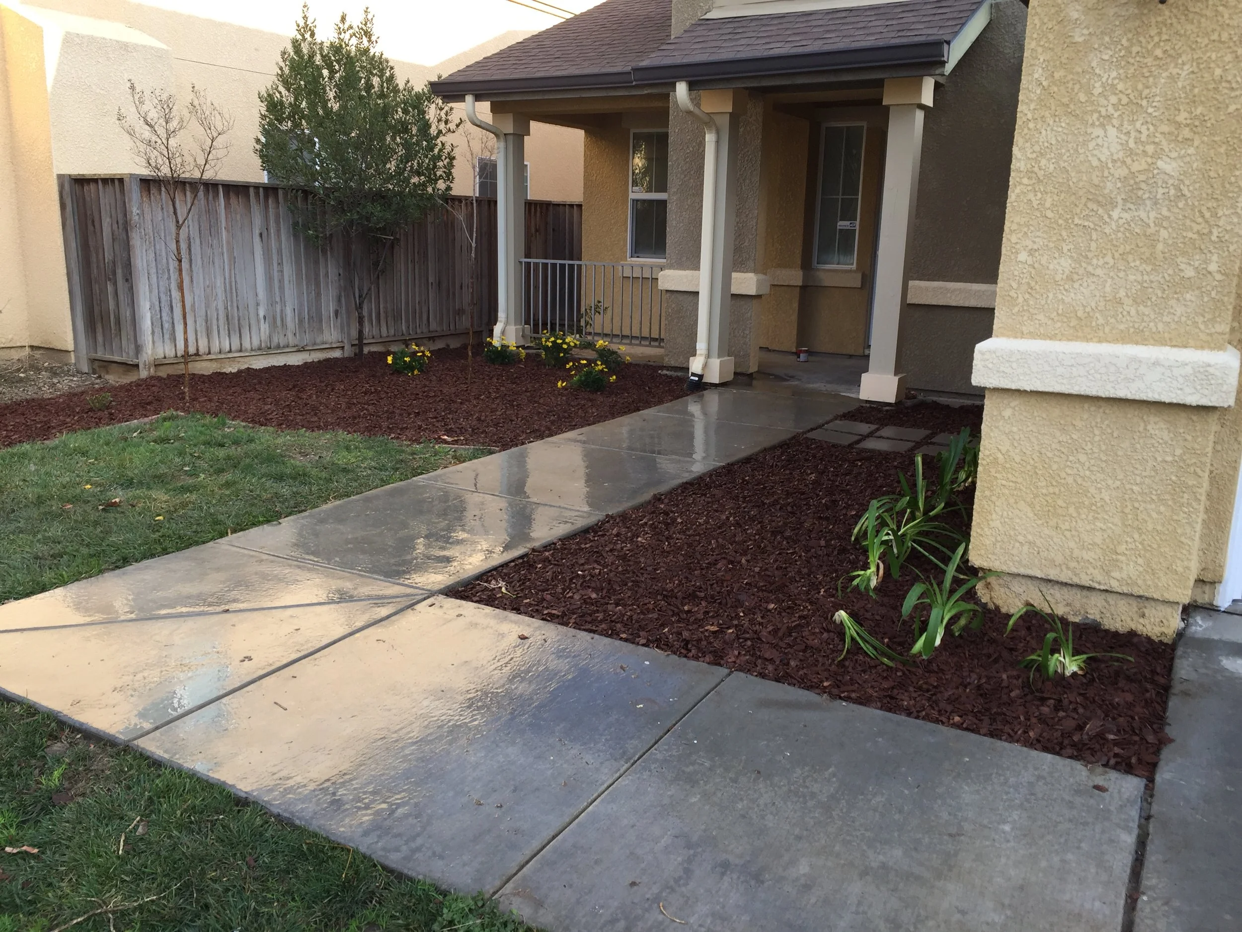 A freshly landscaped front yard with wet concrete walkway, small plants, and mulch beds surrounding the house entrance.