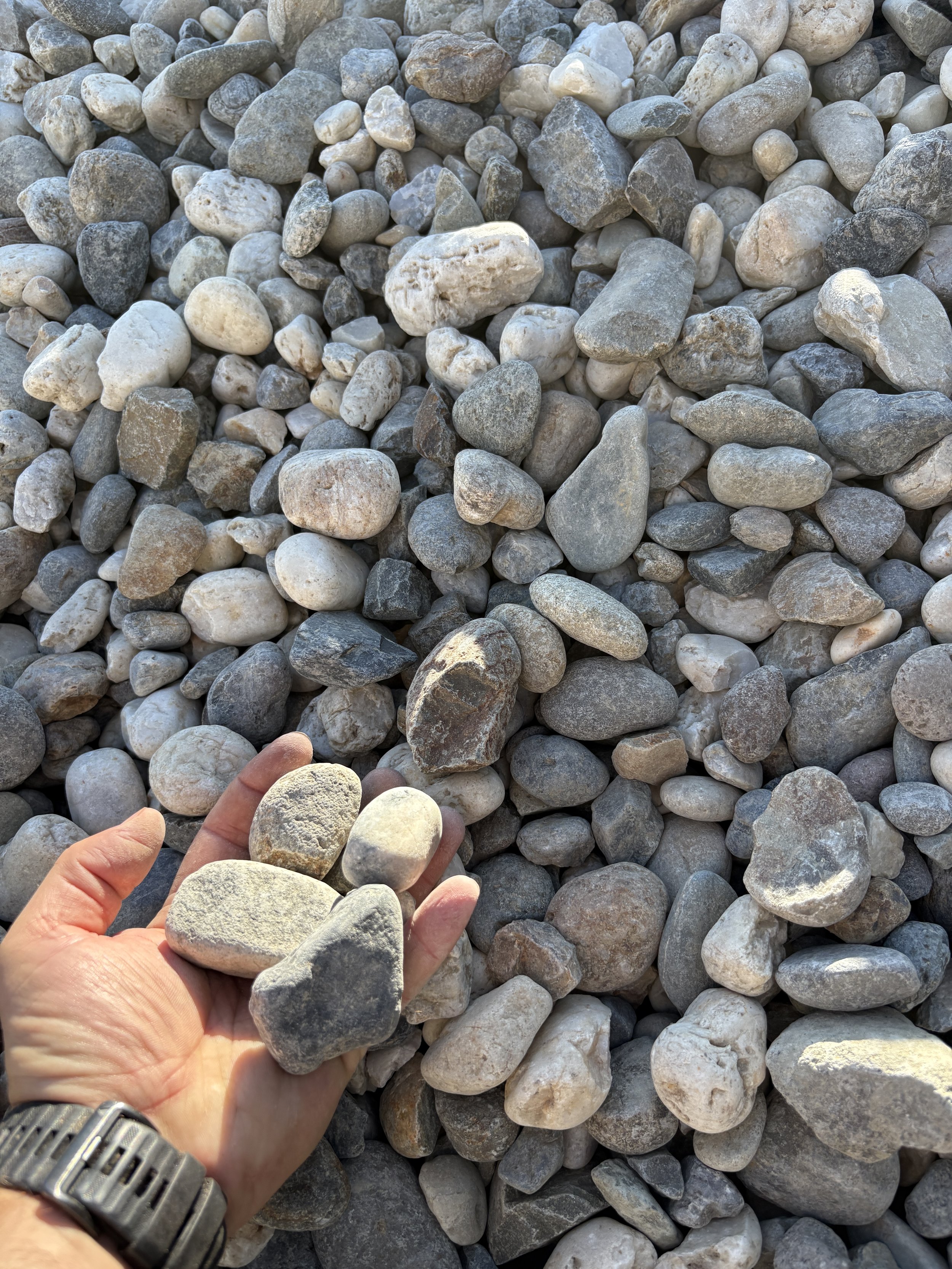 Person holding several small to medium-sized gray and white stones over a large pile of similar stones.