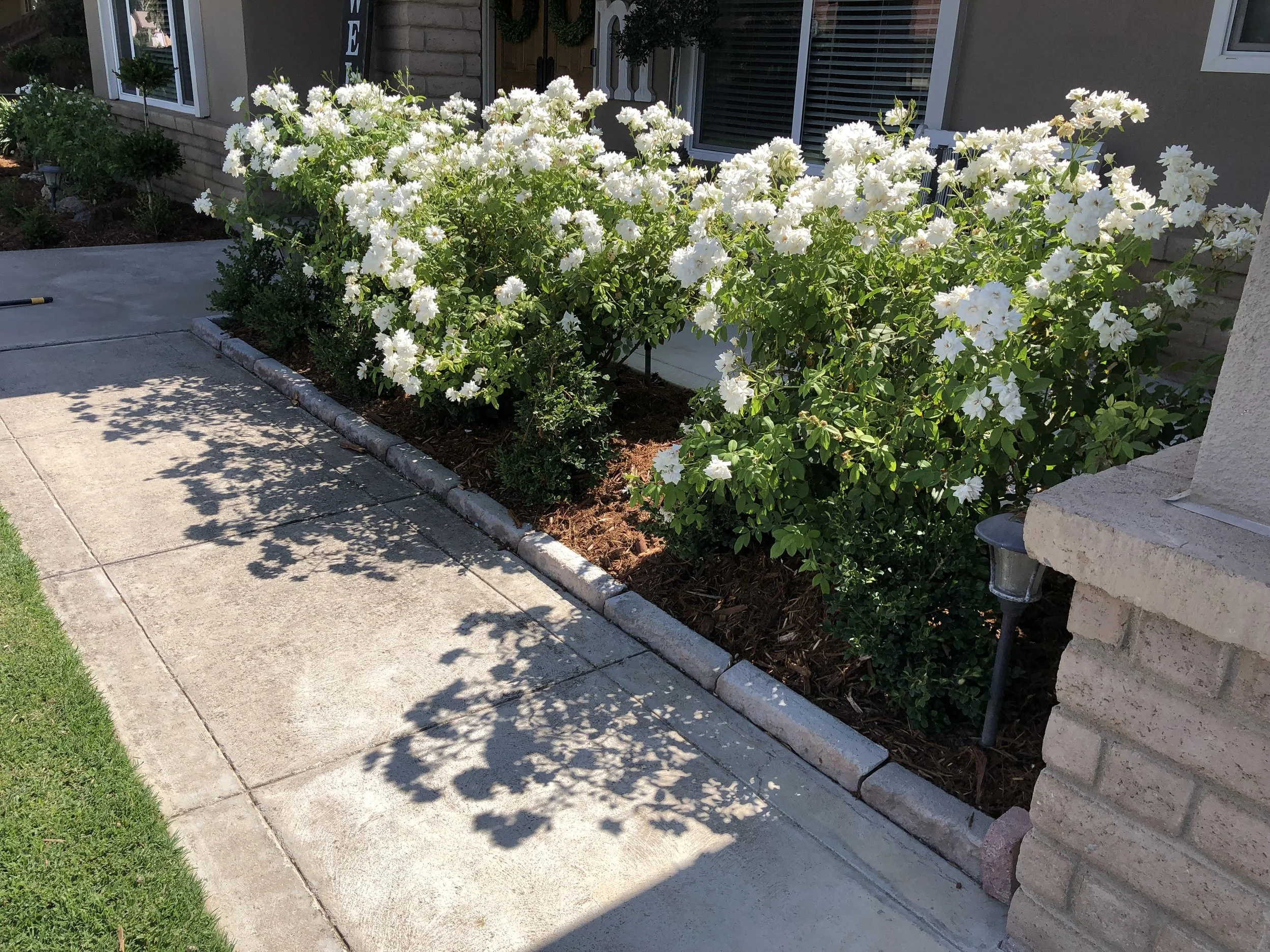 White flowering bushes along a concrete sidewalk next to a house with brick and stucco exterior, with sunlight creating shadows on the sidewalk.