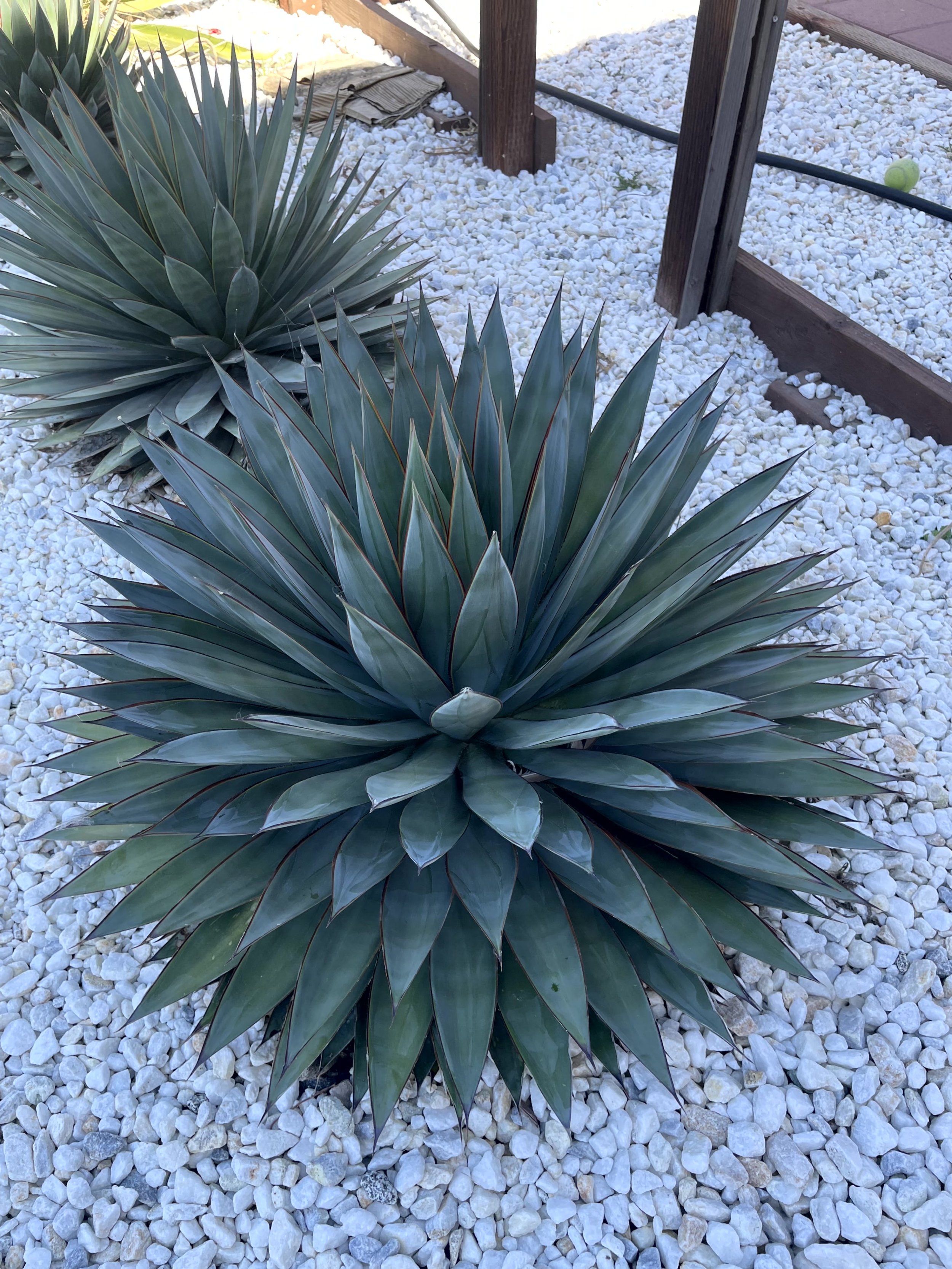 Two large agave plants with spiky, bluish-green leaves growing in a garden bed covered with white gravel, bordered by a wooden fence.