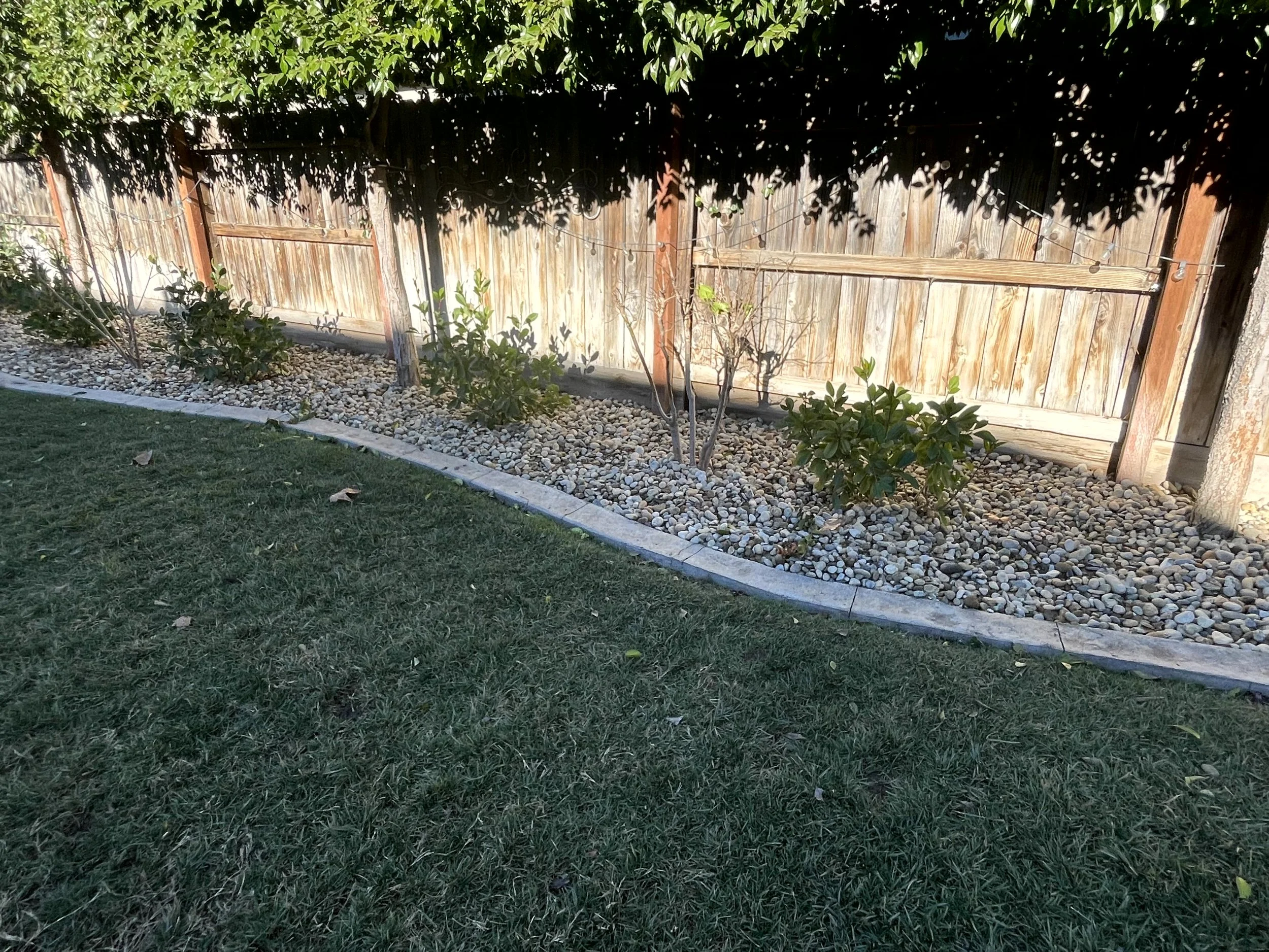 A backyard garden with a curved edge border, grass in the foreground, small bushes planted in gravel, and a wooden fence with greenery and a string of lights overhead.