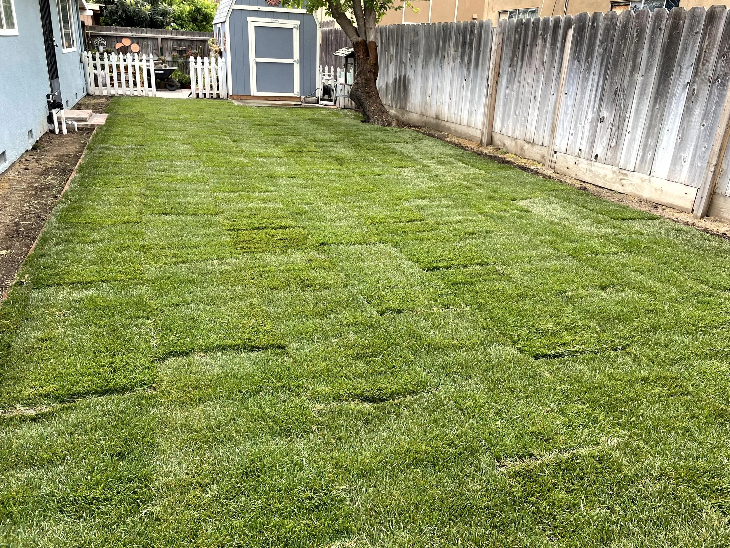 A backyard lawn with freshly cut grass, surrounded by a wooden fence and a small shed in the background.
