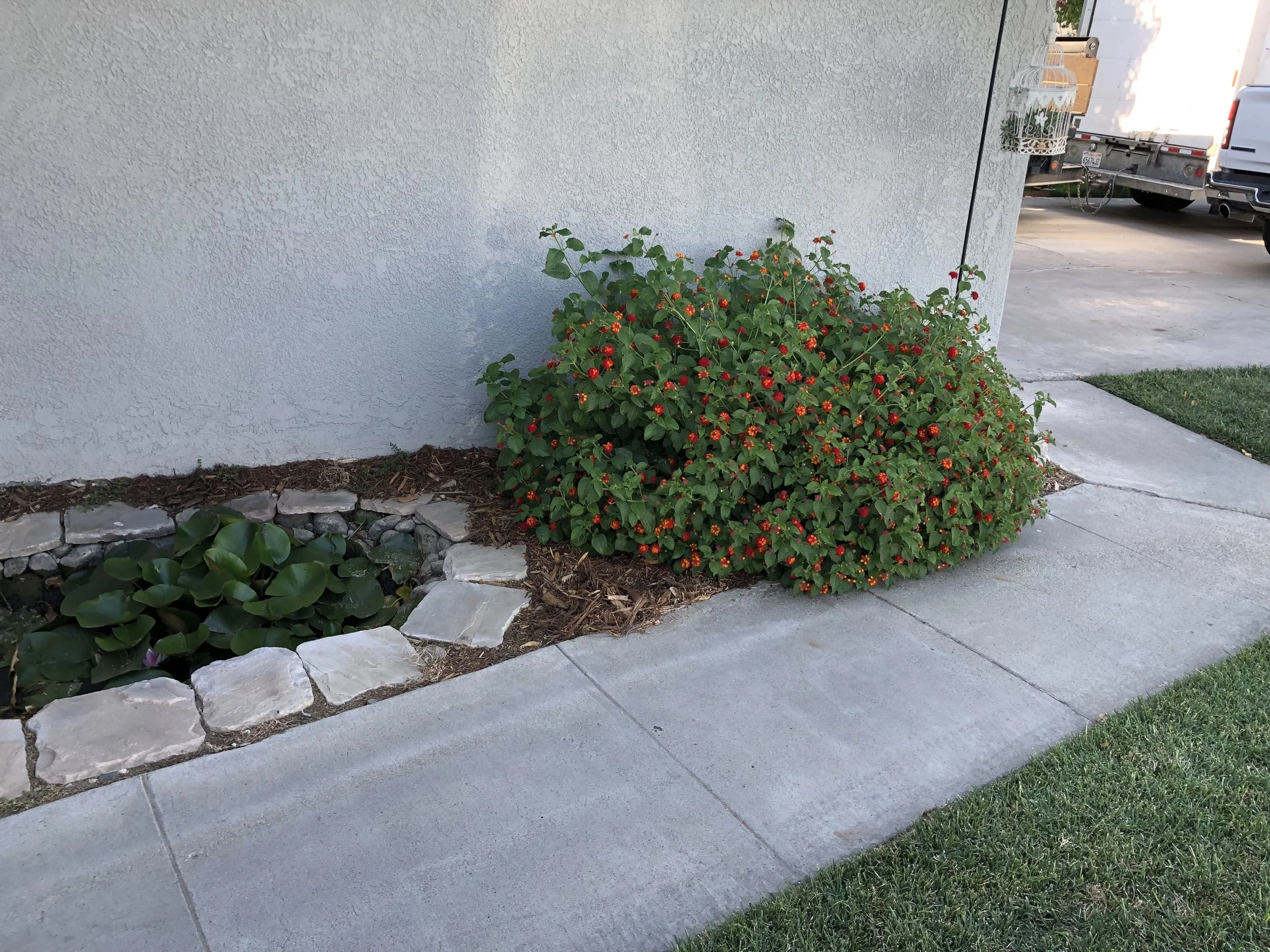 Small garden bed with green leafy plants and orange flowers, bordered by rocks, next to a light gray wall, with a concrete sidewalk and grass nearby.